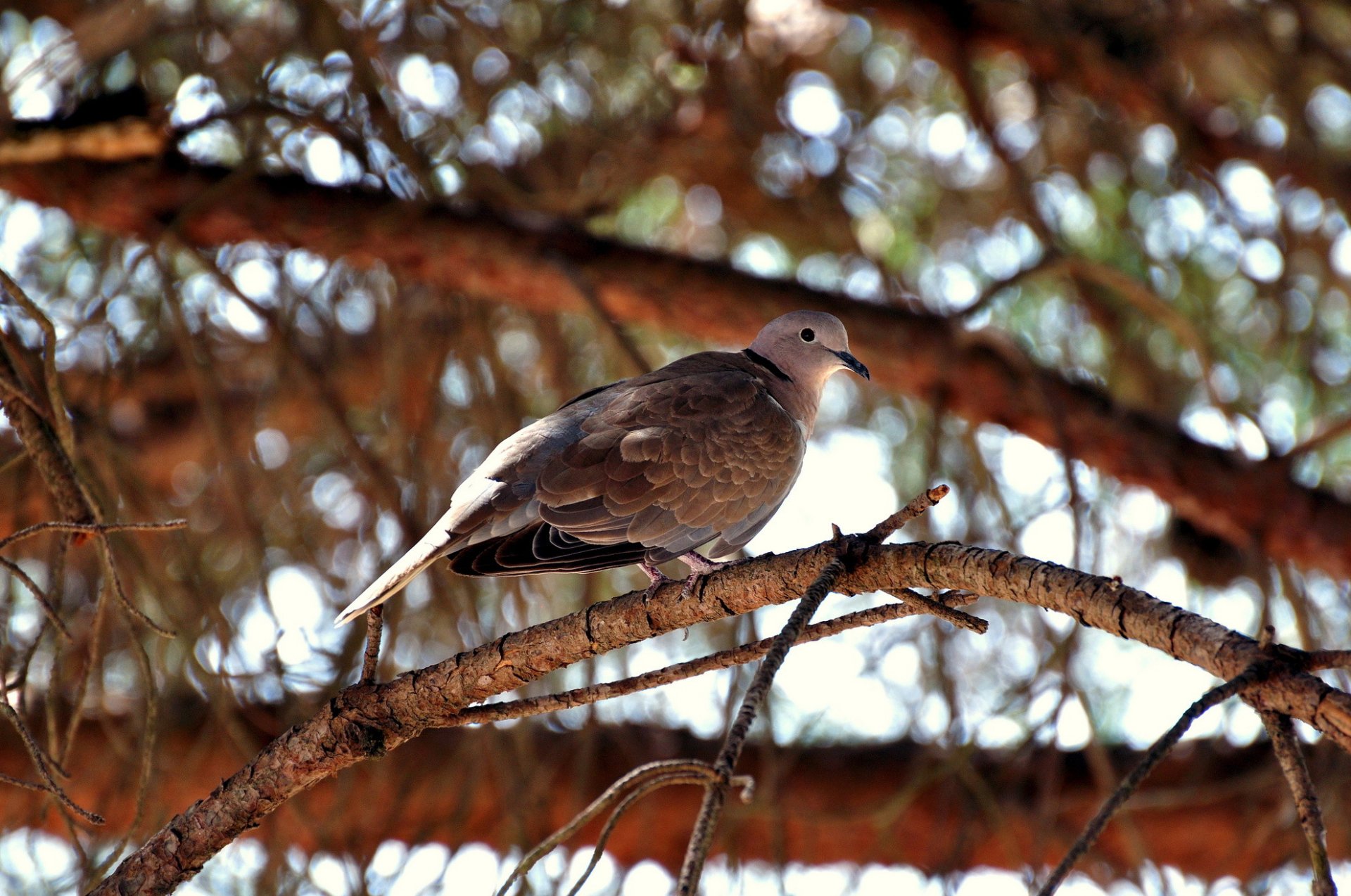 baum zweig vogel turteltaube blendung