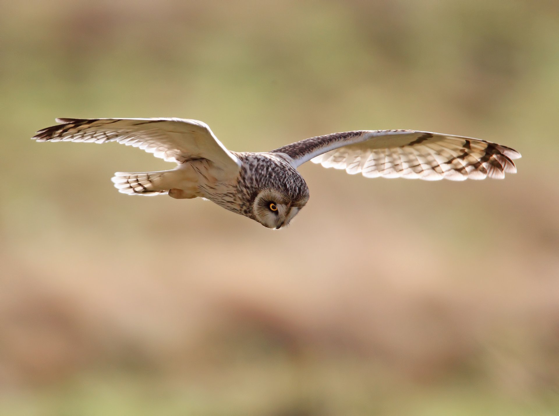 natura uccelli uccello gufo gufo ali spazzata