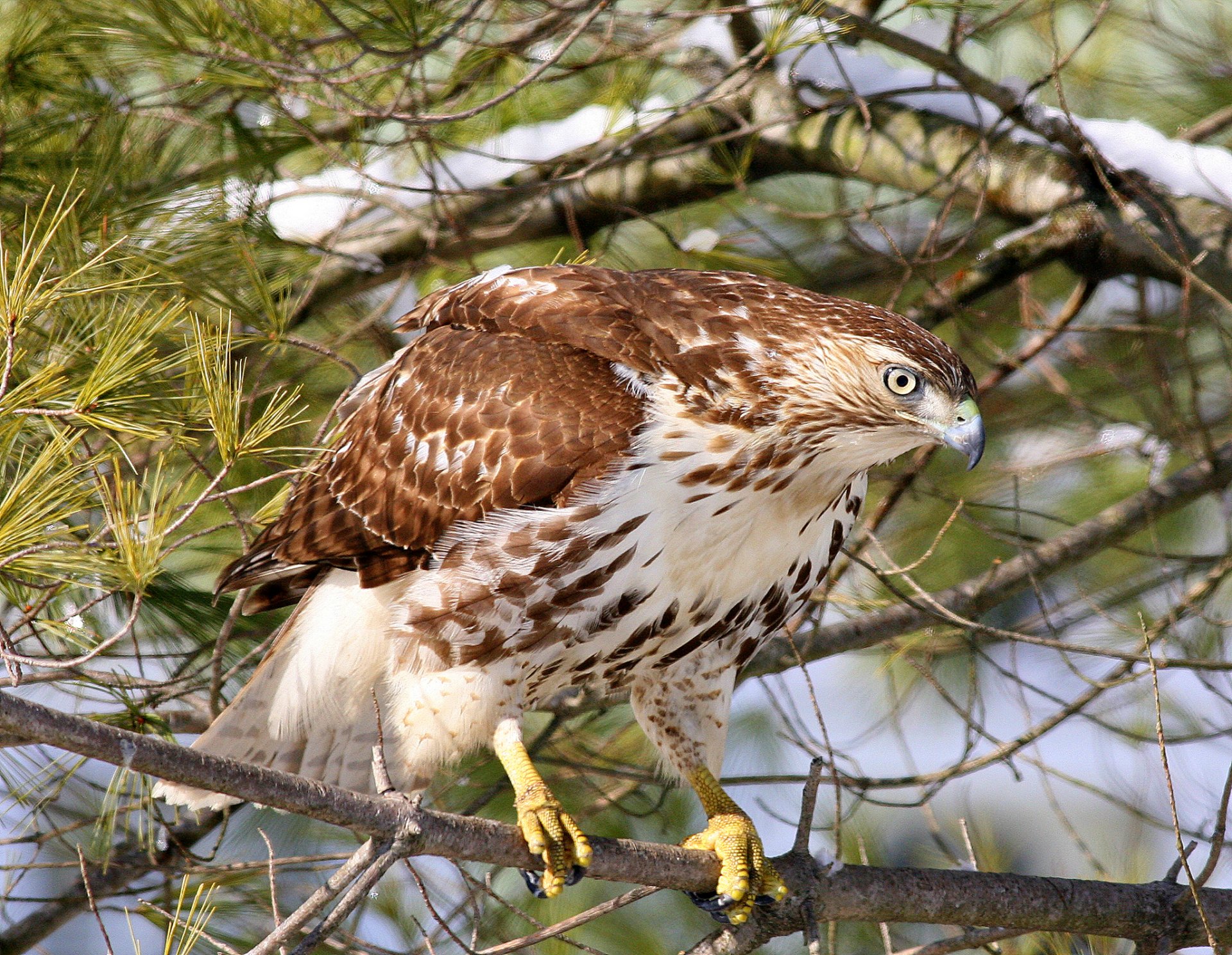 habicht rotschwanzarych bussard vogel zweig wald natur