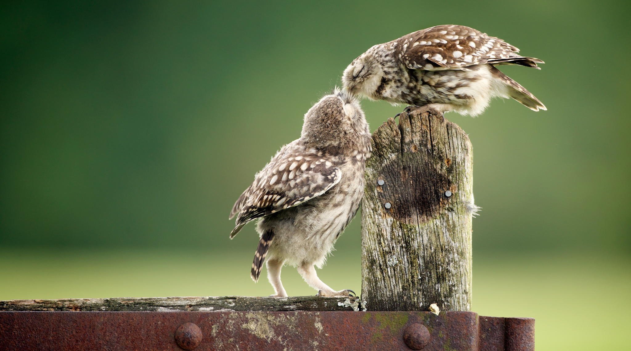 animali uccelli gufi recinzione