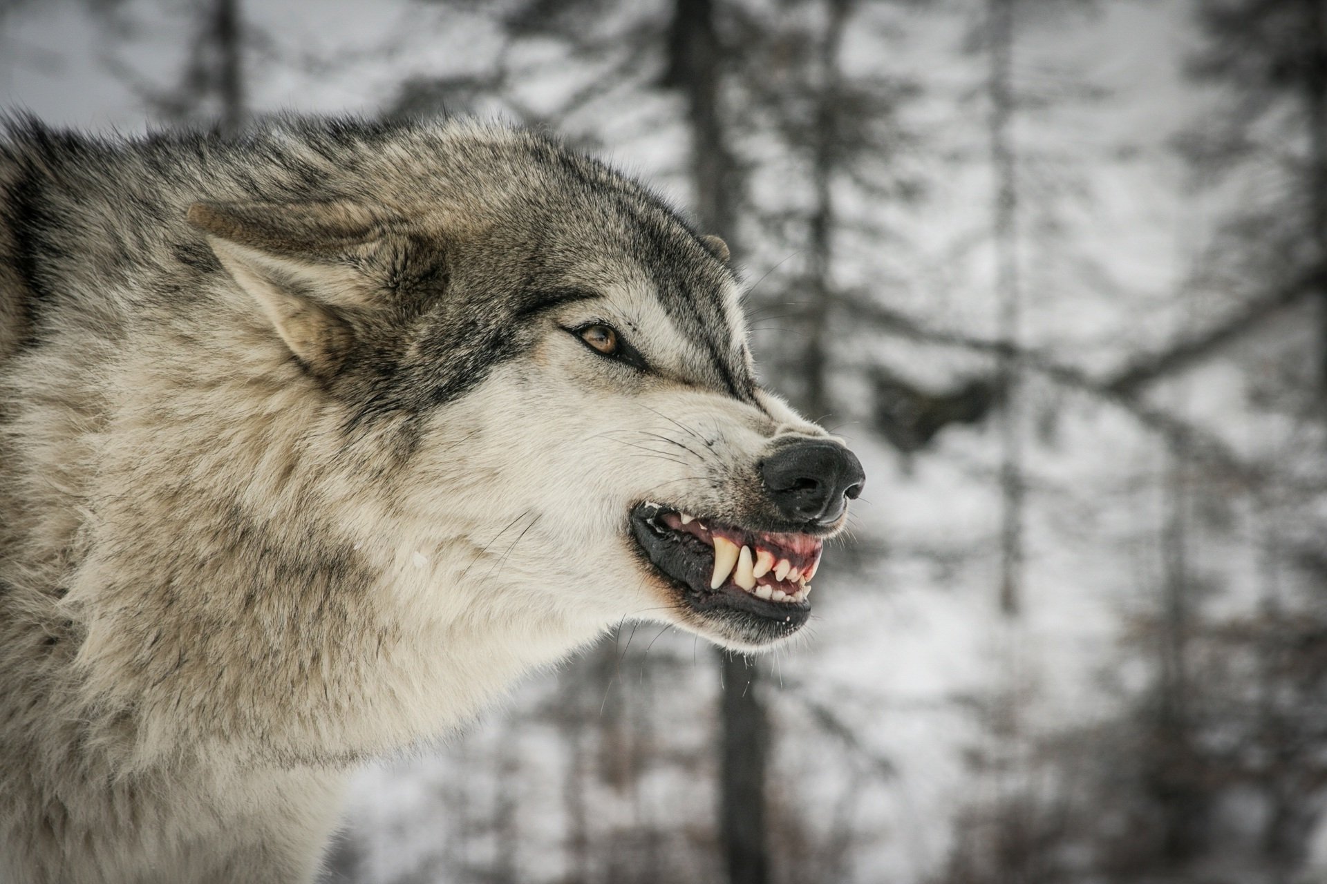 lupo predatore muso profilo zanne sorriso rabbia rabbia minaccia