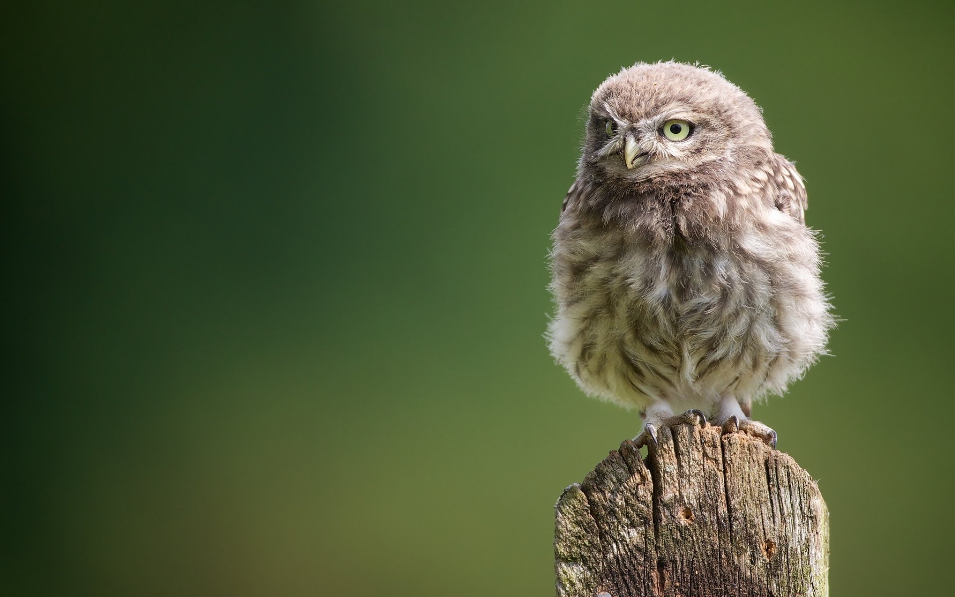 hibou hibou hibou poussin