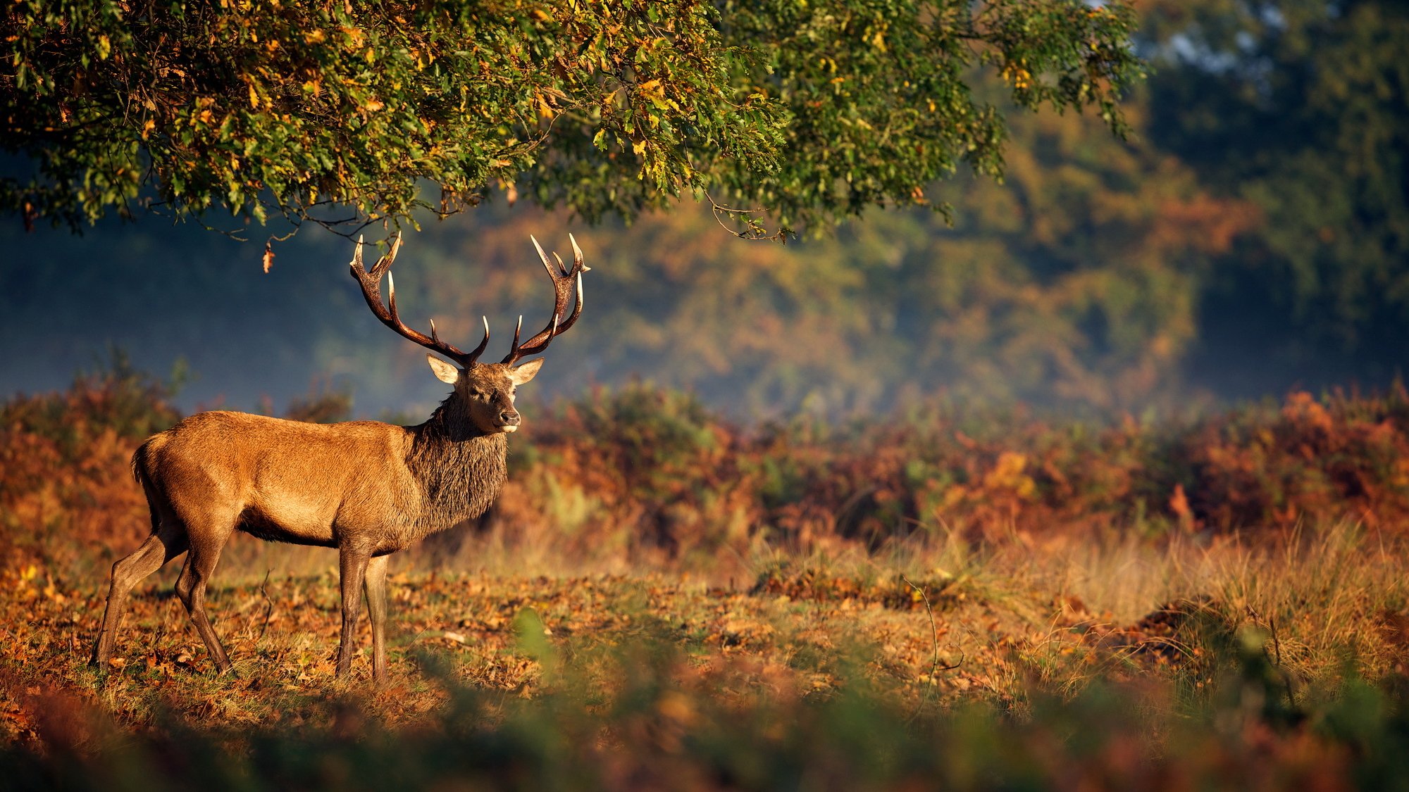 cervo natura corna animali