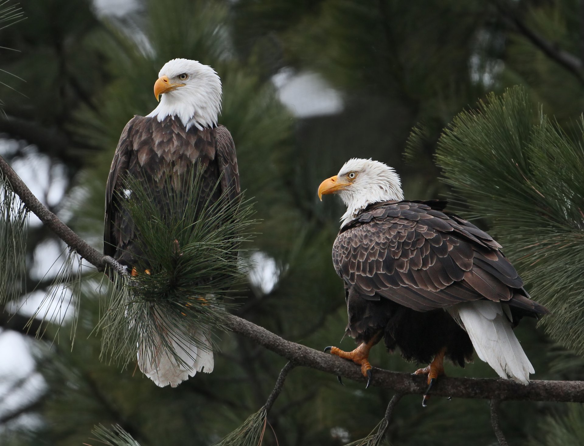 águila calva aves rama