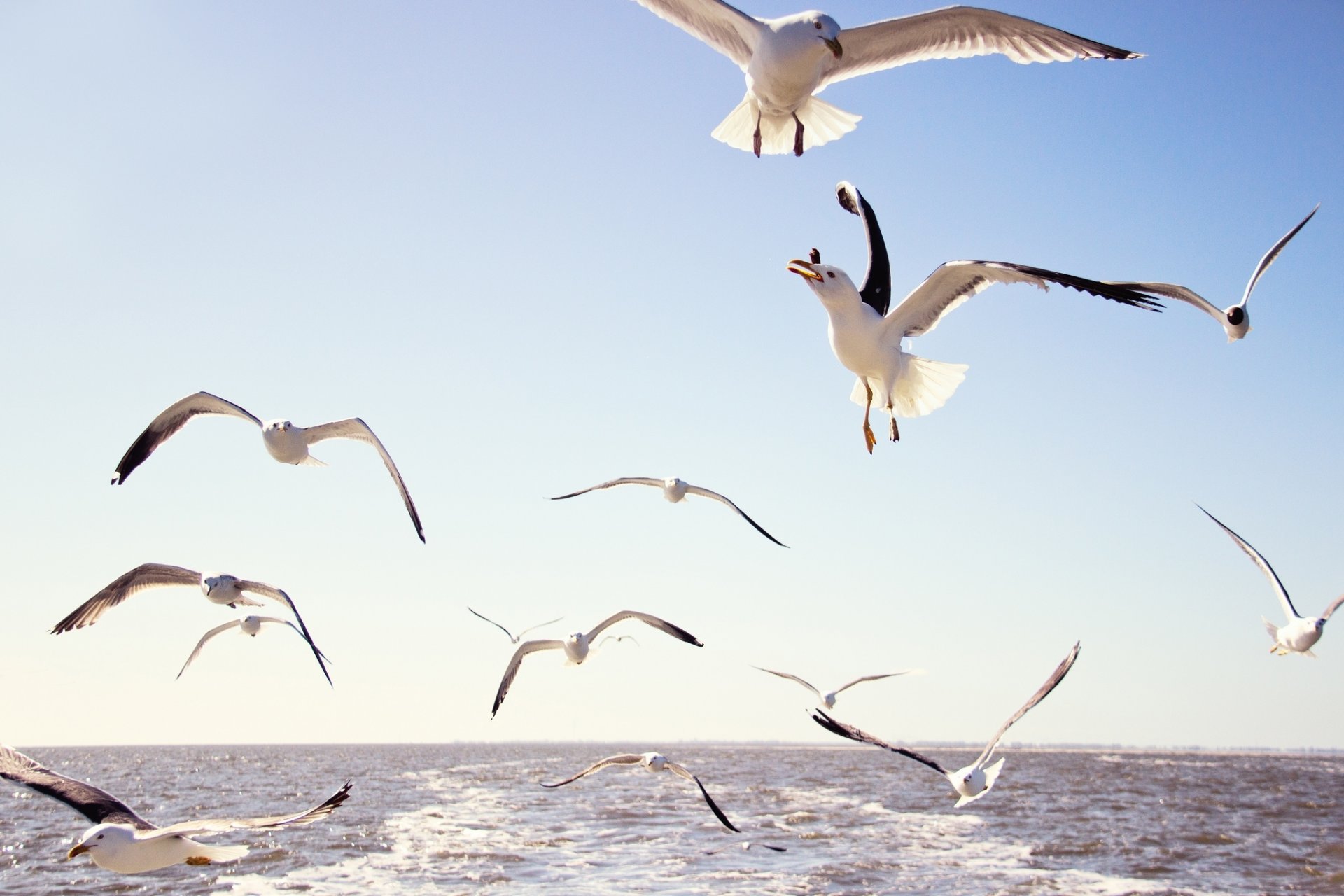 gulls birds flight sky sea water