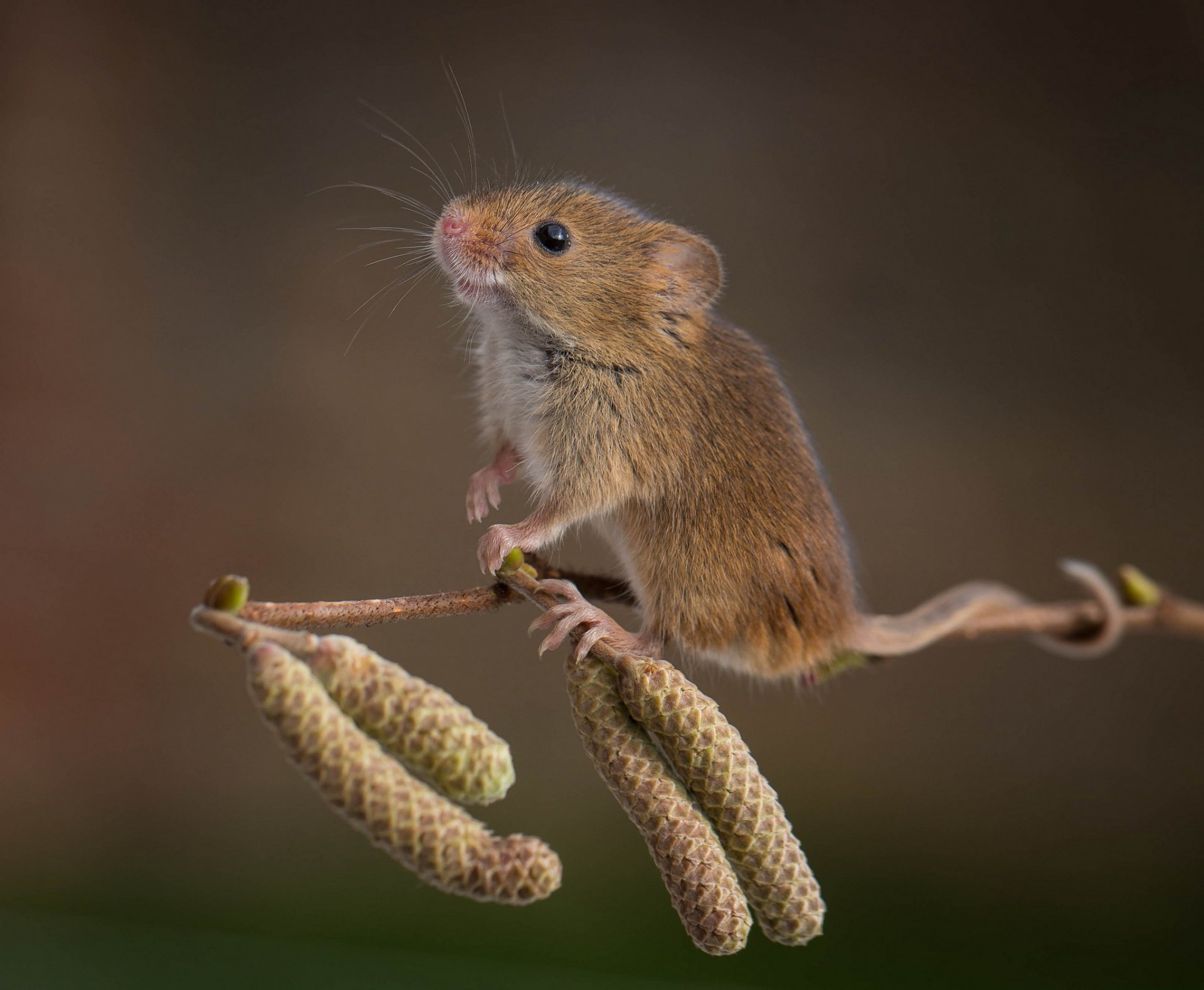 souris aulne branche