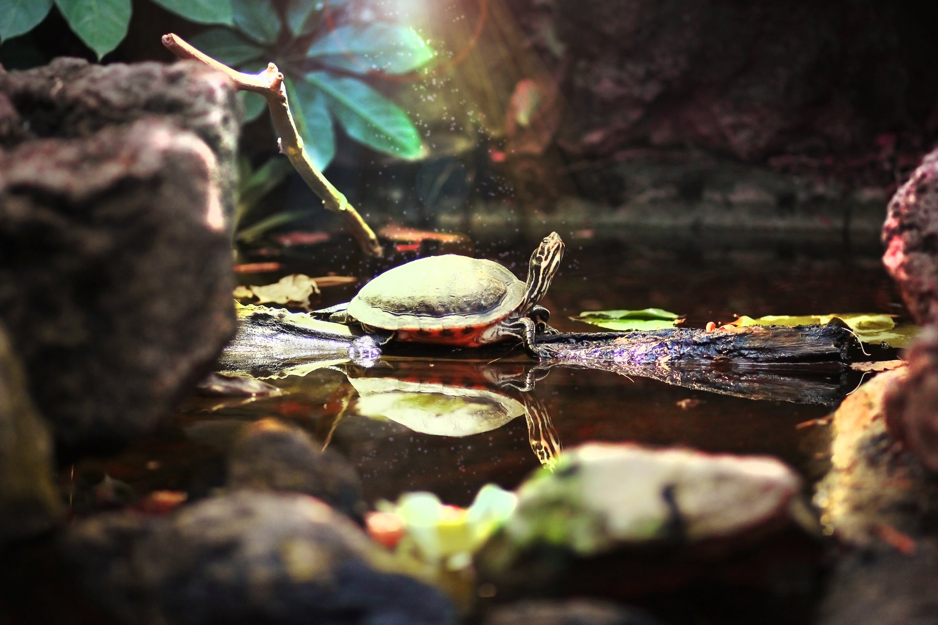 bug turtle zoo pond beauty magic water animals cute