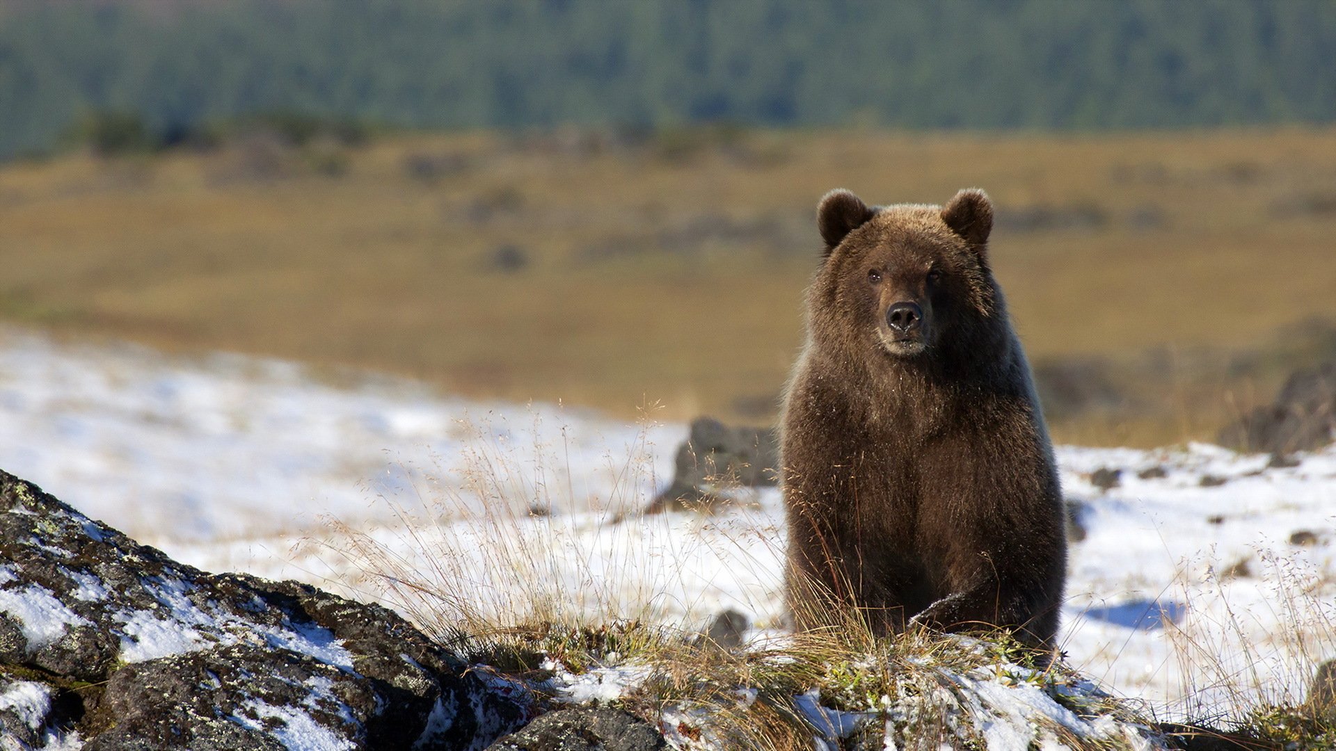 ours nature fond