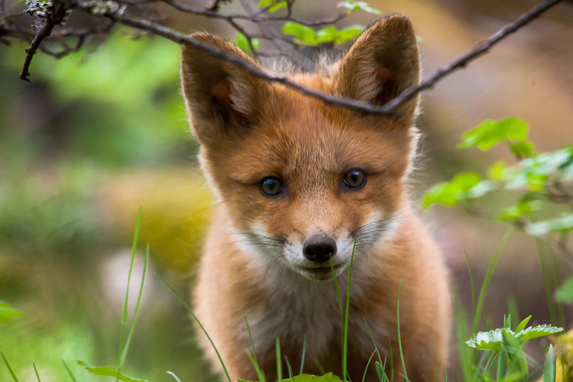 fox snout view nature green