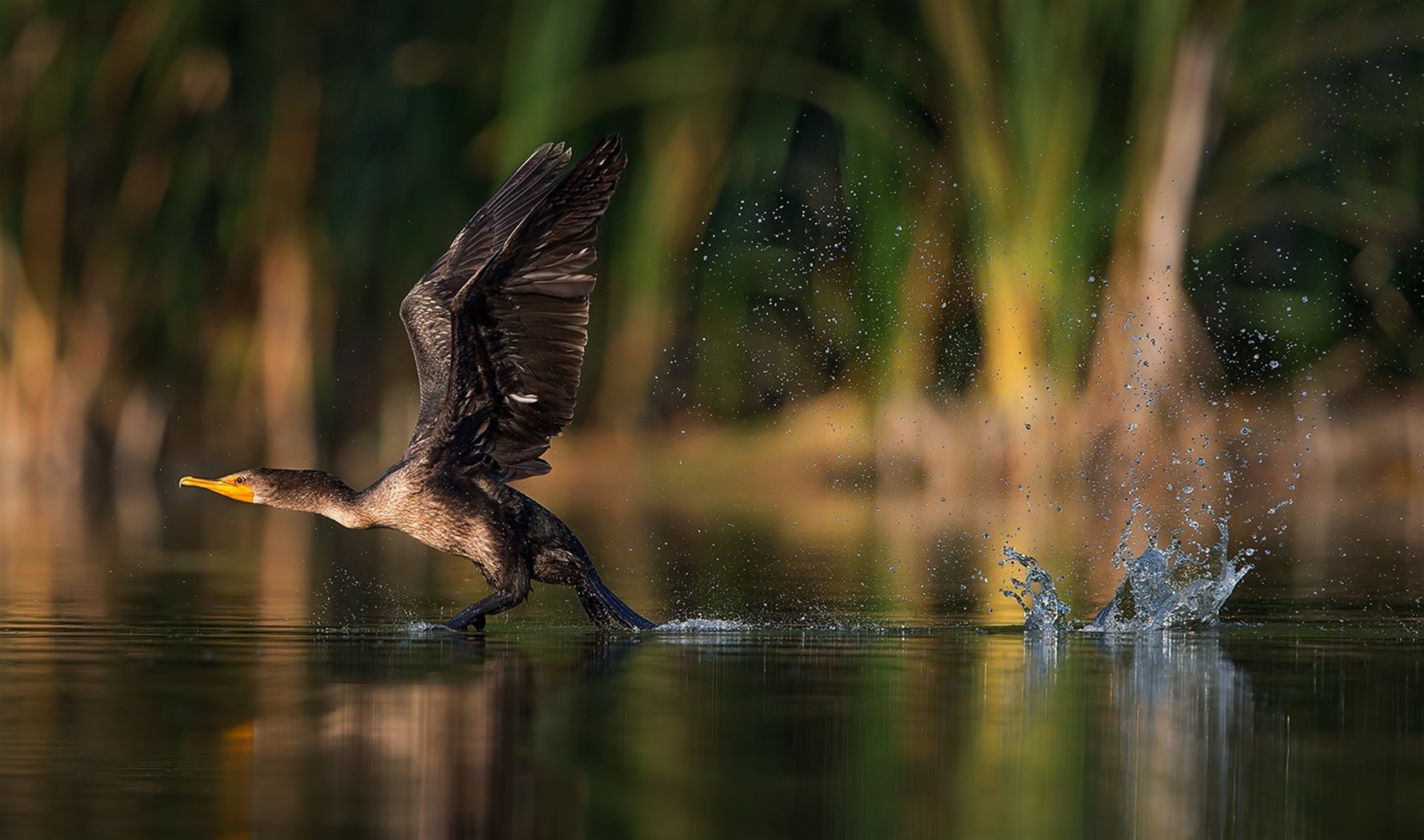 oiseau swipe ailes splash éclaboussures