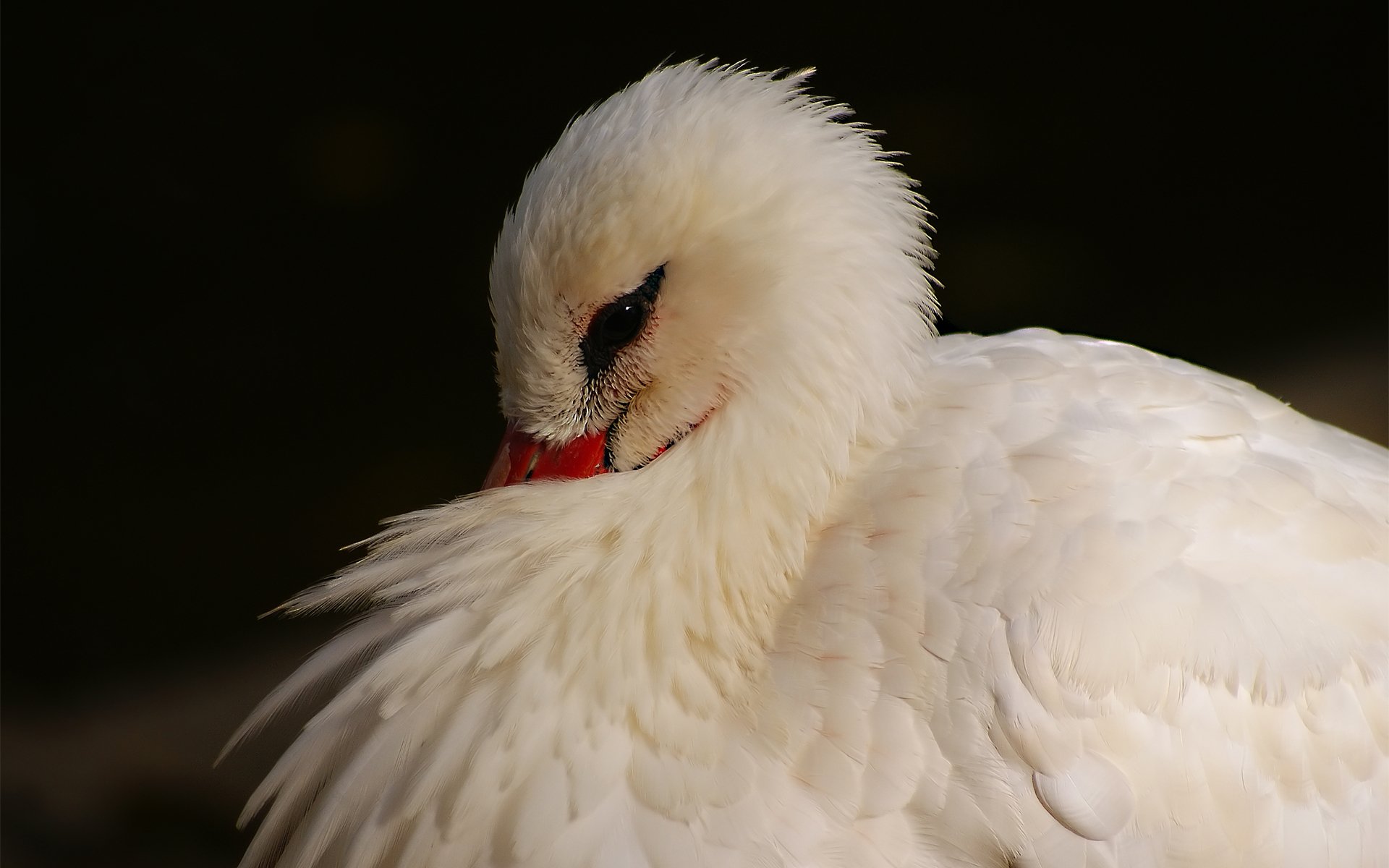 oiseau héron plumage blanc caché