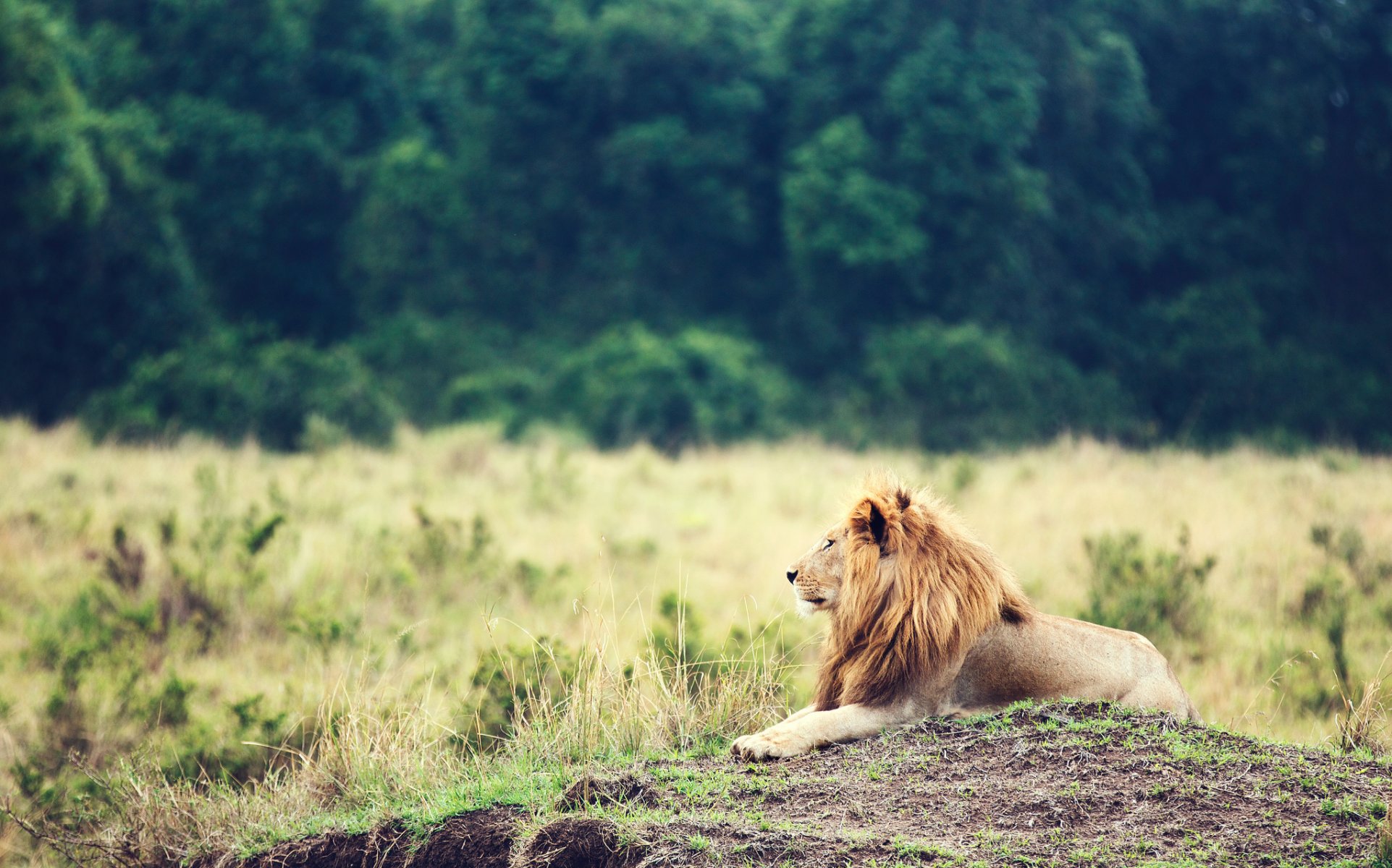 lion animal mane king of beast