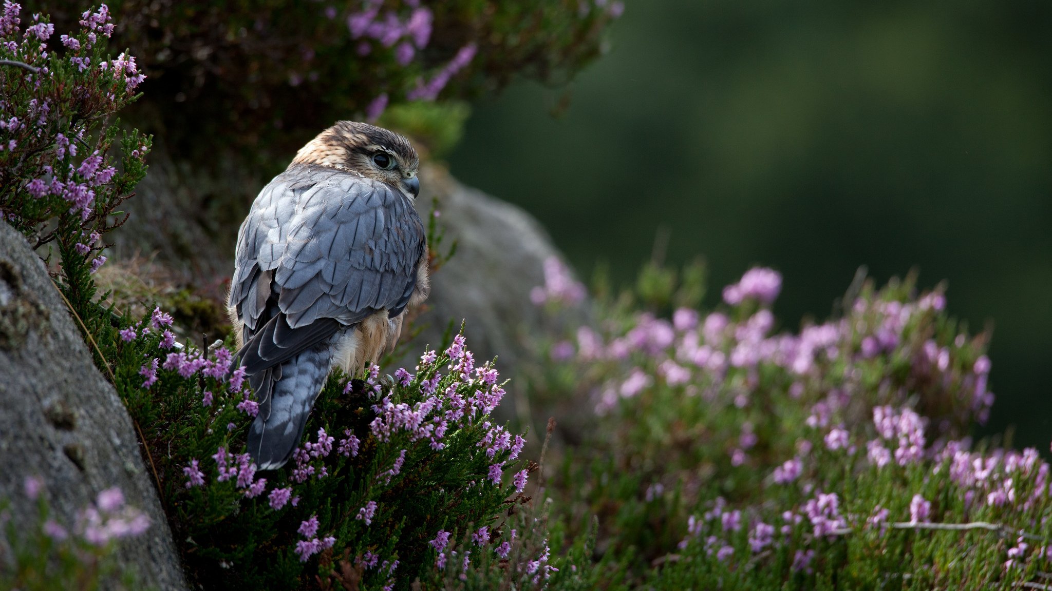 steine gras blumen vogel raubtier falke