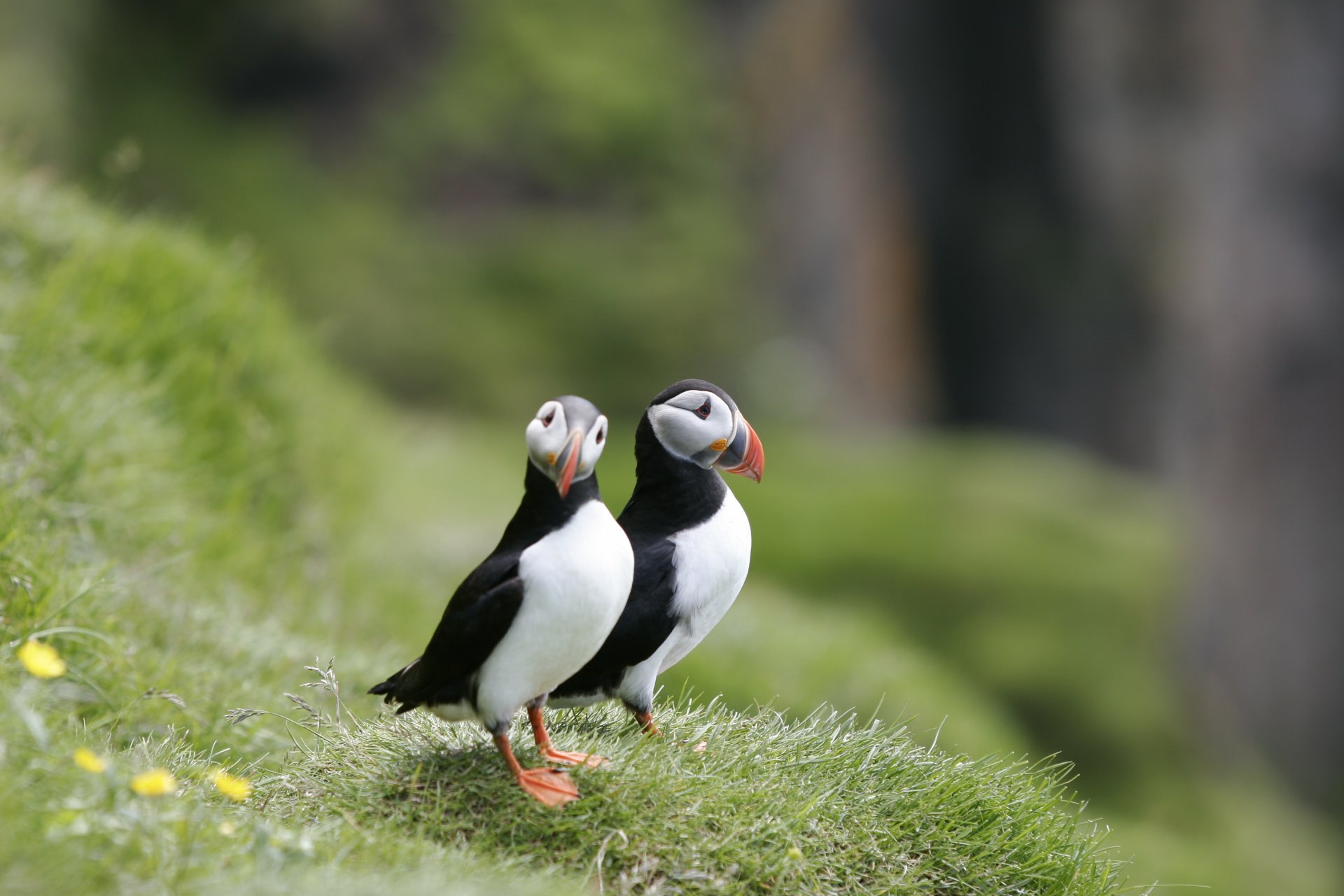 birds dead ends puffin the pair beach gra