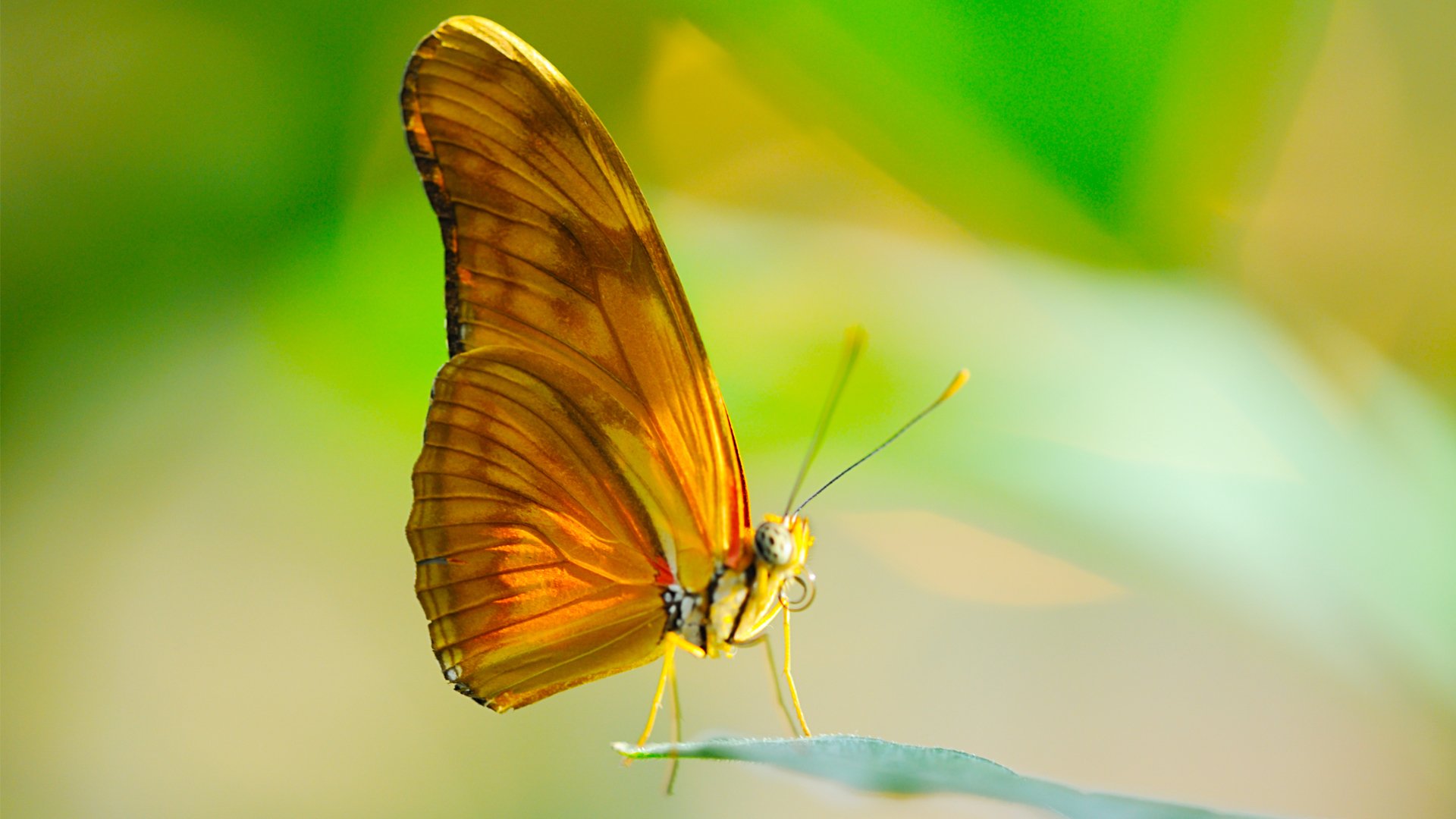 farfalla insetto macro ali foglia sole proboscide