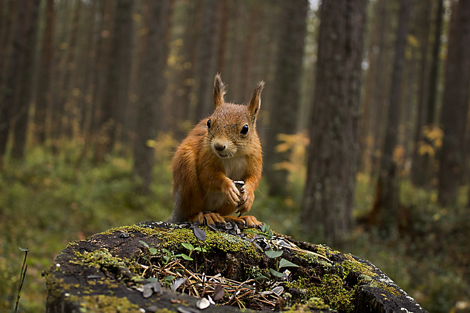 foresta autunno natura scoiattolo ceppo animali scoiattolo