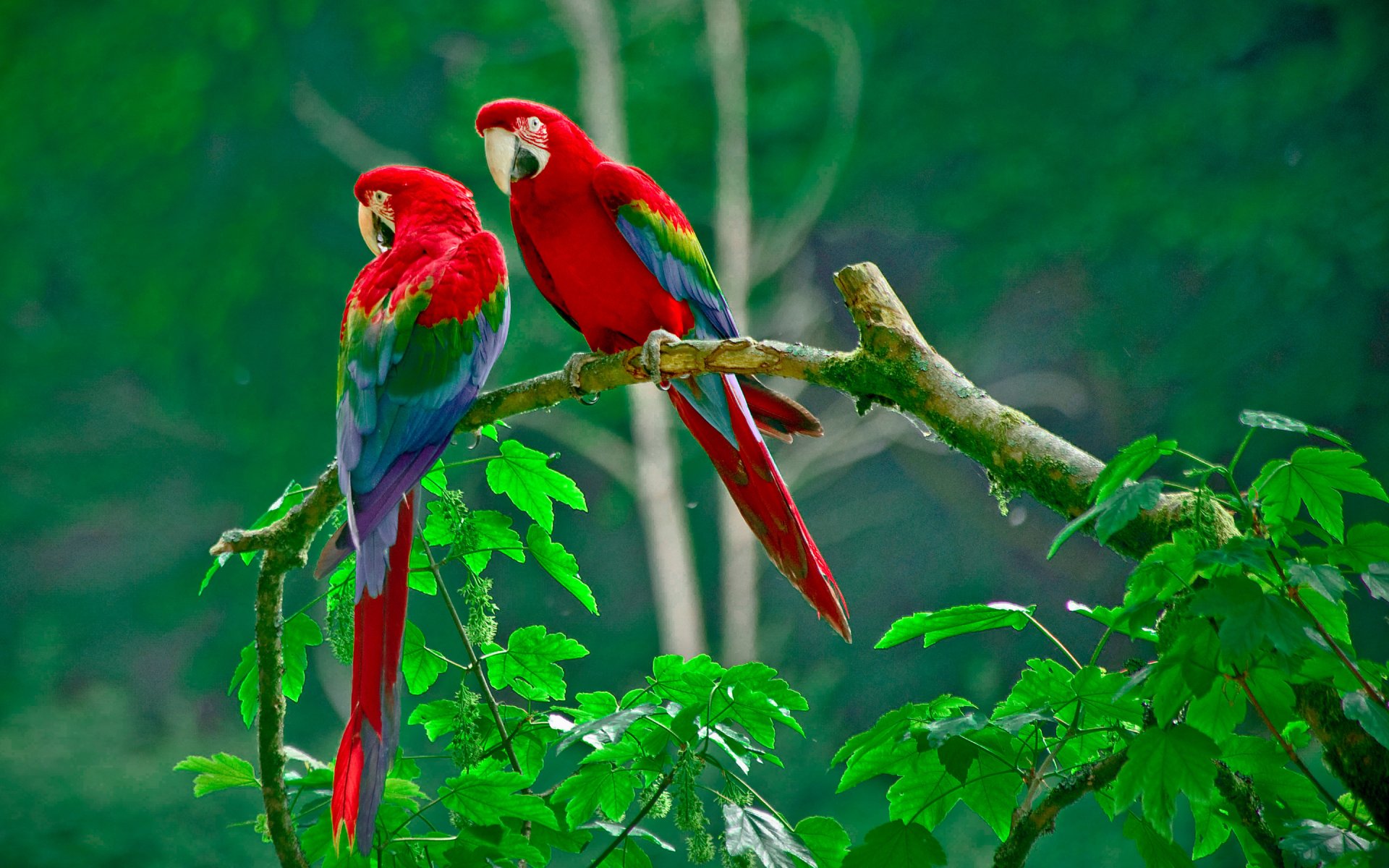 loro pareja rama bosque naturaleza hojas pico cola plumas