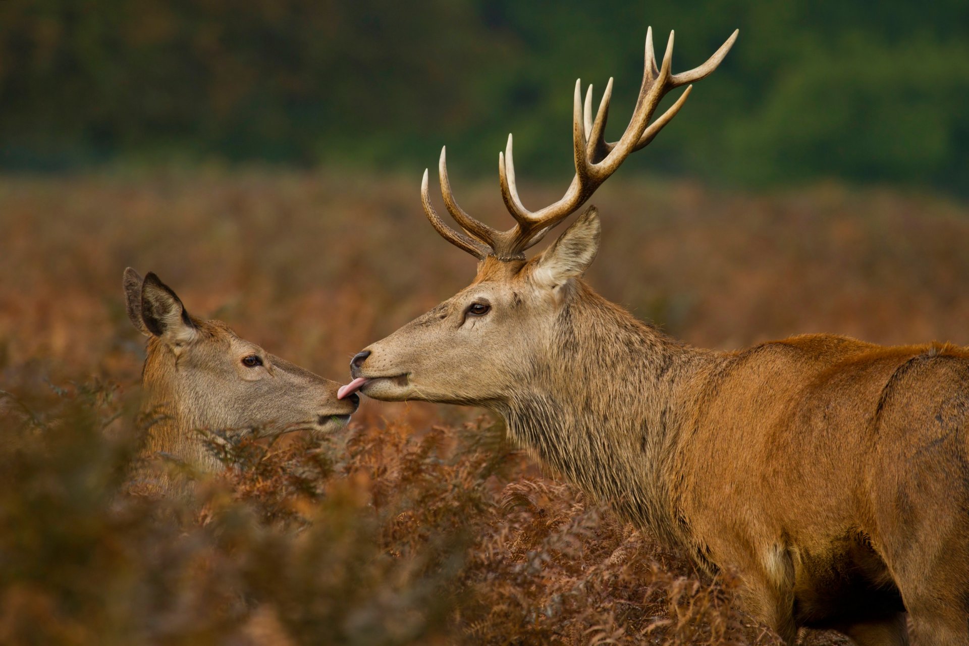 cerf faune baiser