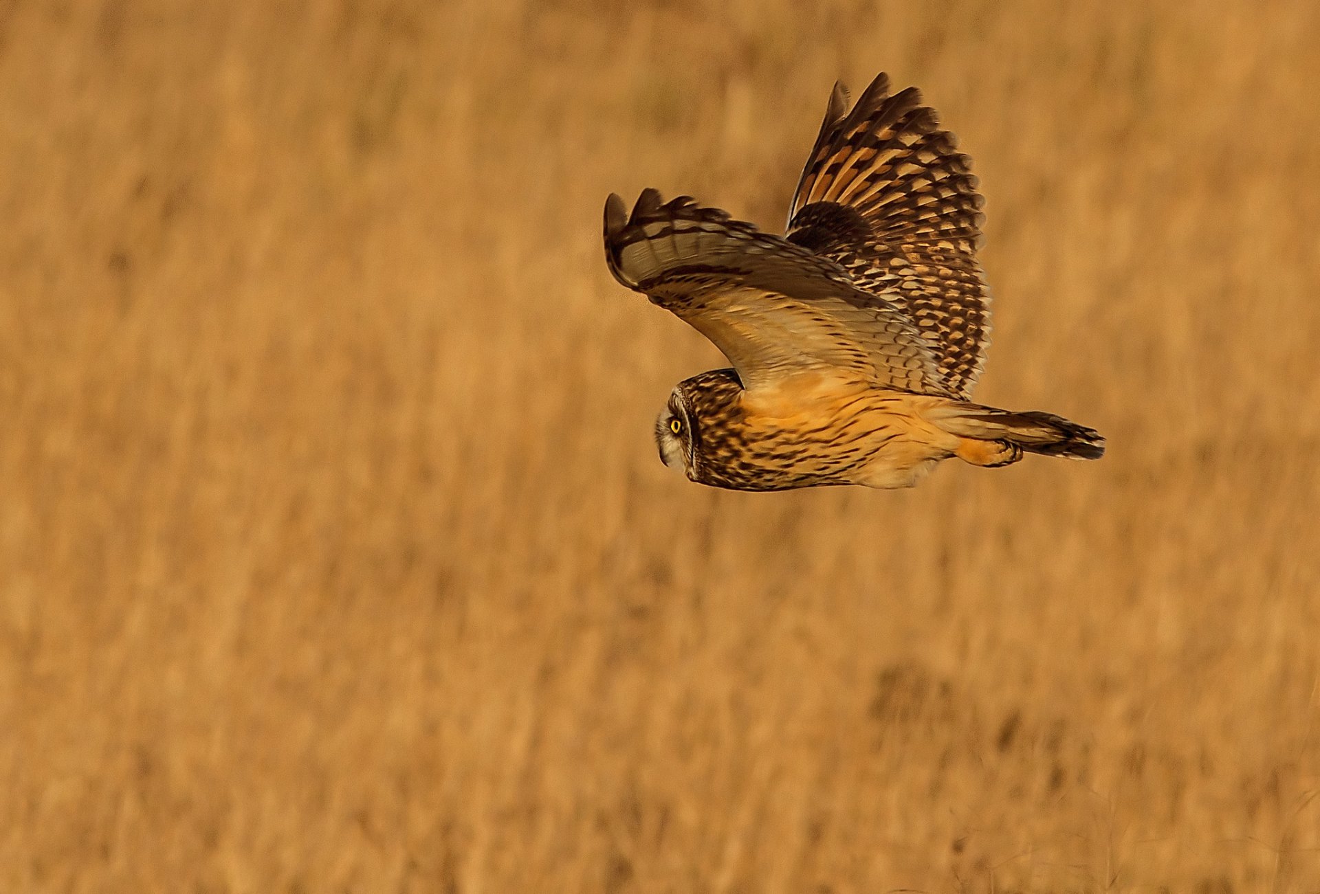 pájaro búho vuelo alas fondo