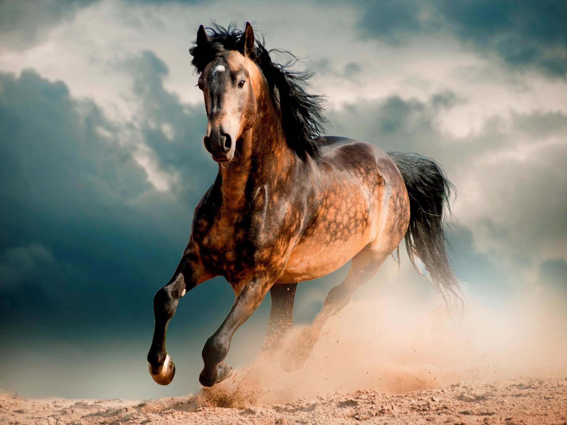 horse horse mustang steed desert gallop