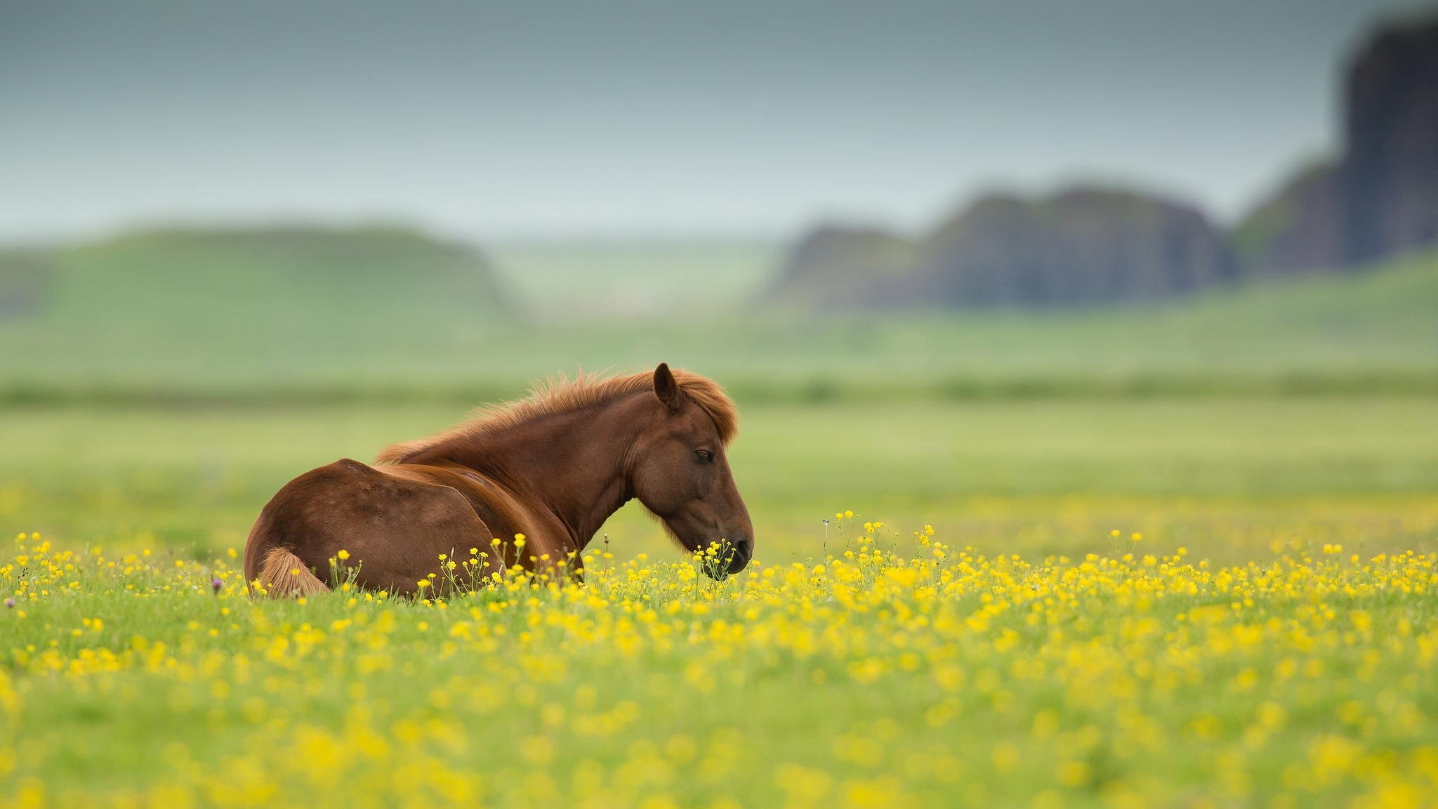 caballo animal campo flores verano naturaleza