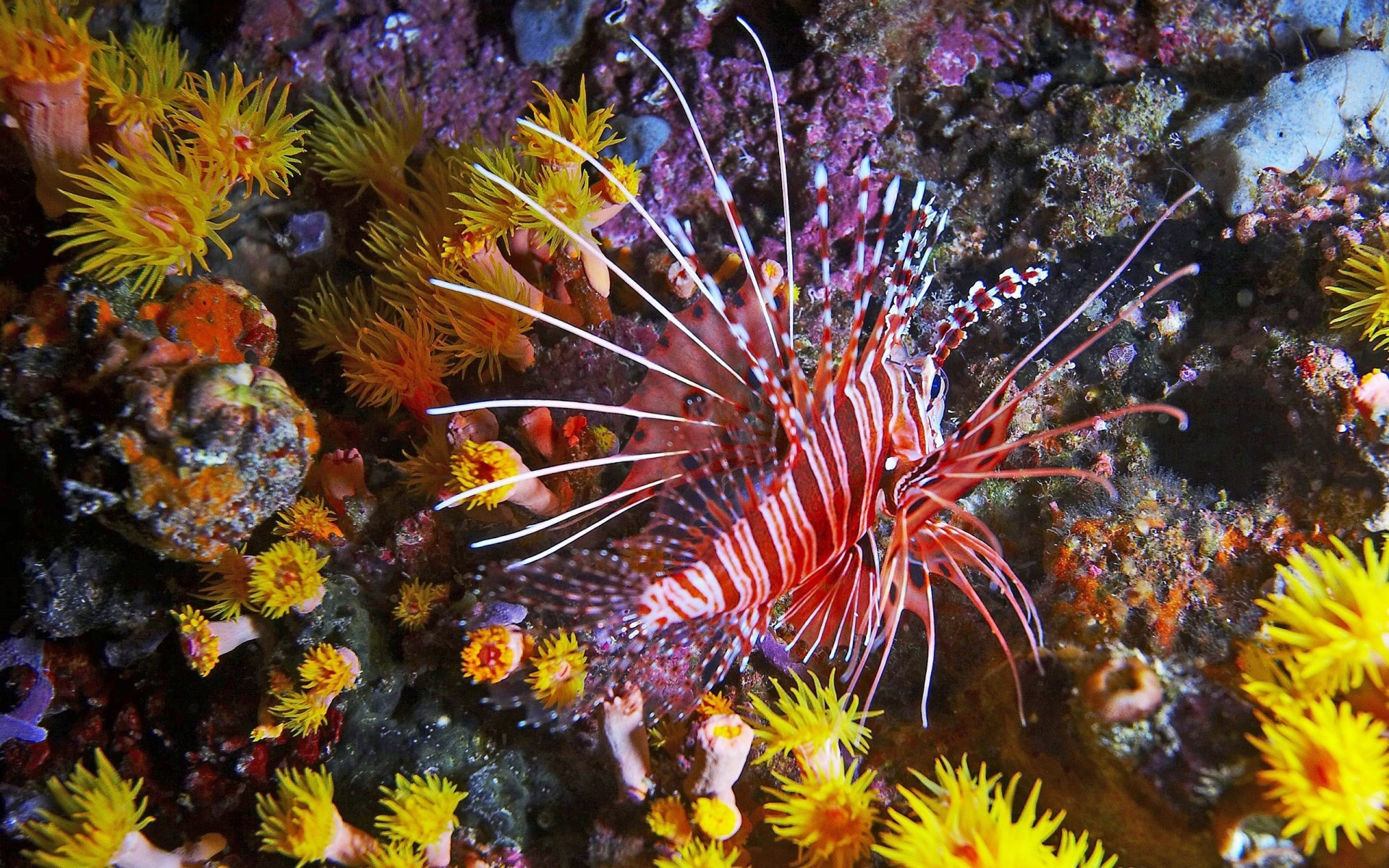 underwater world fish coral