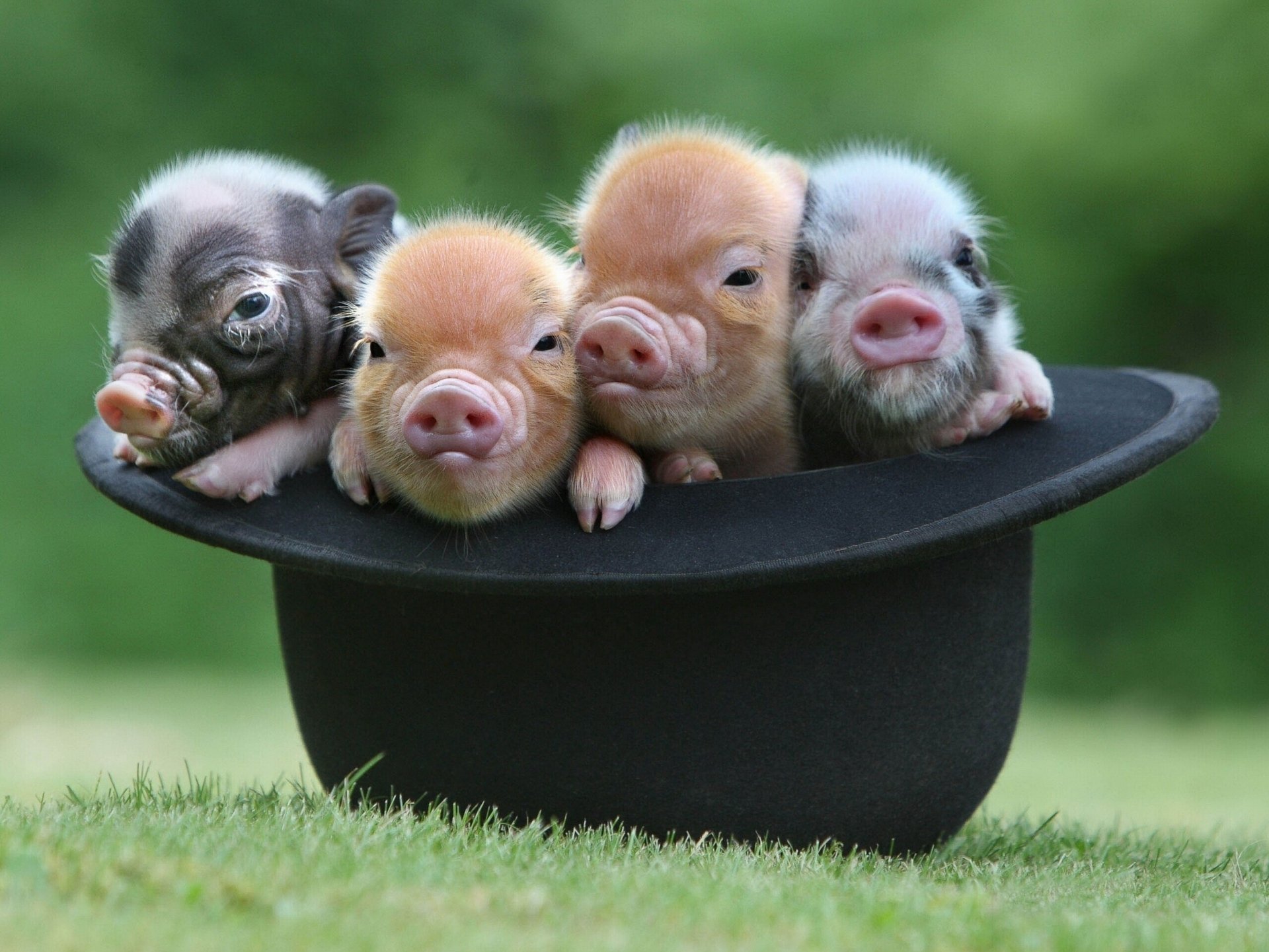 piglets quartet hat