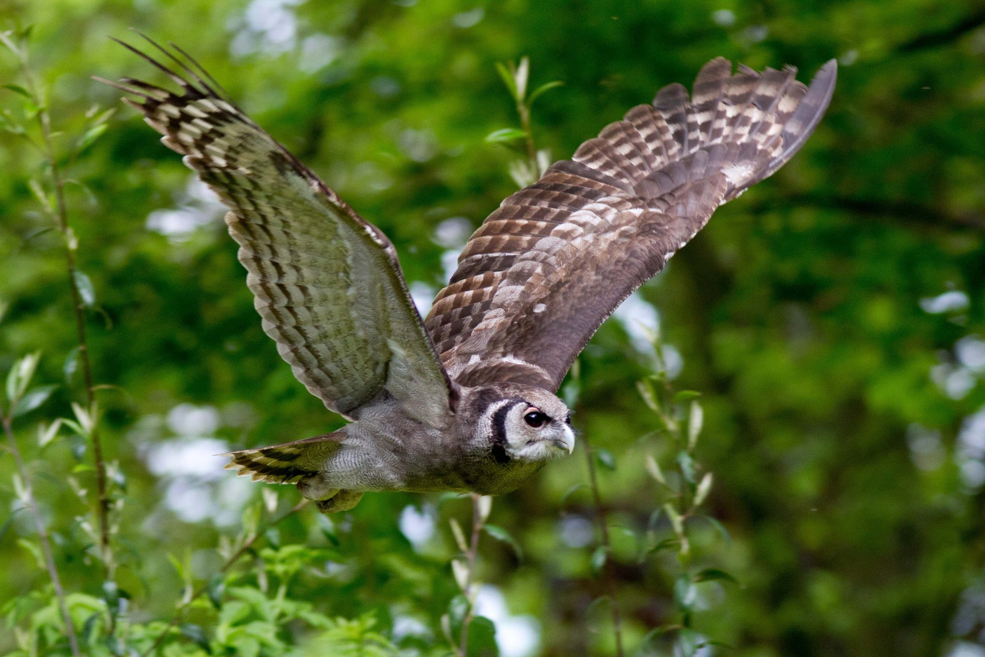 branches oiseau hibou ailes vol