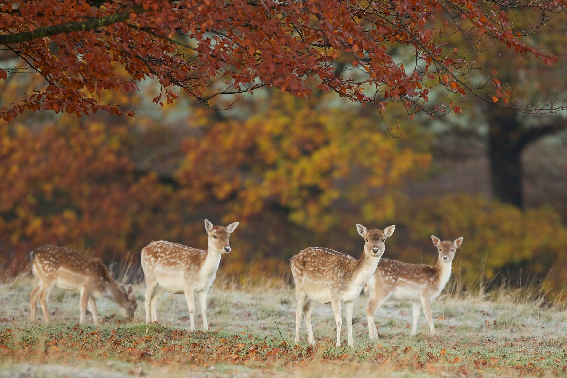 cervi natura autunno foglie