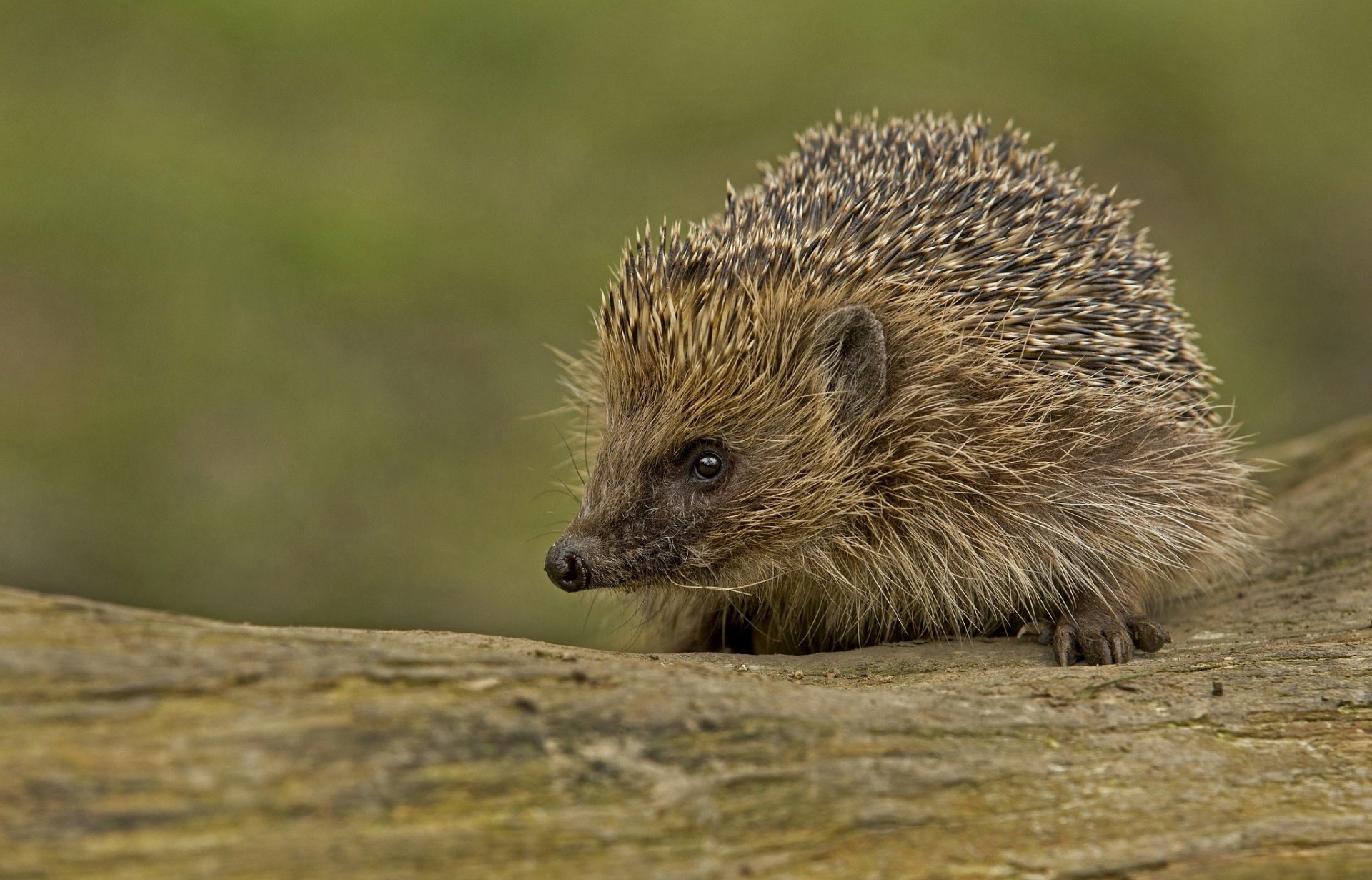 igel igel stacheln maulkorb blick