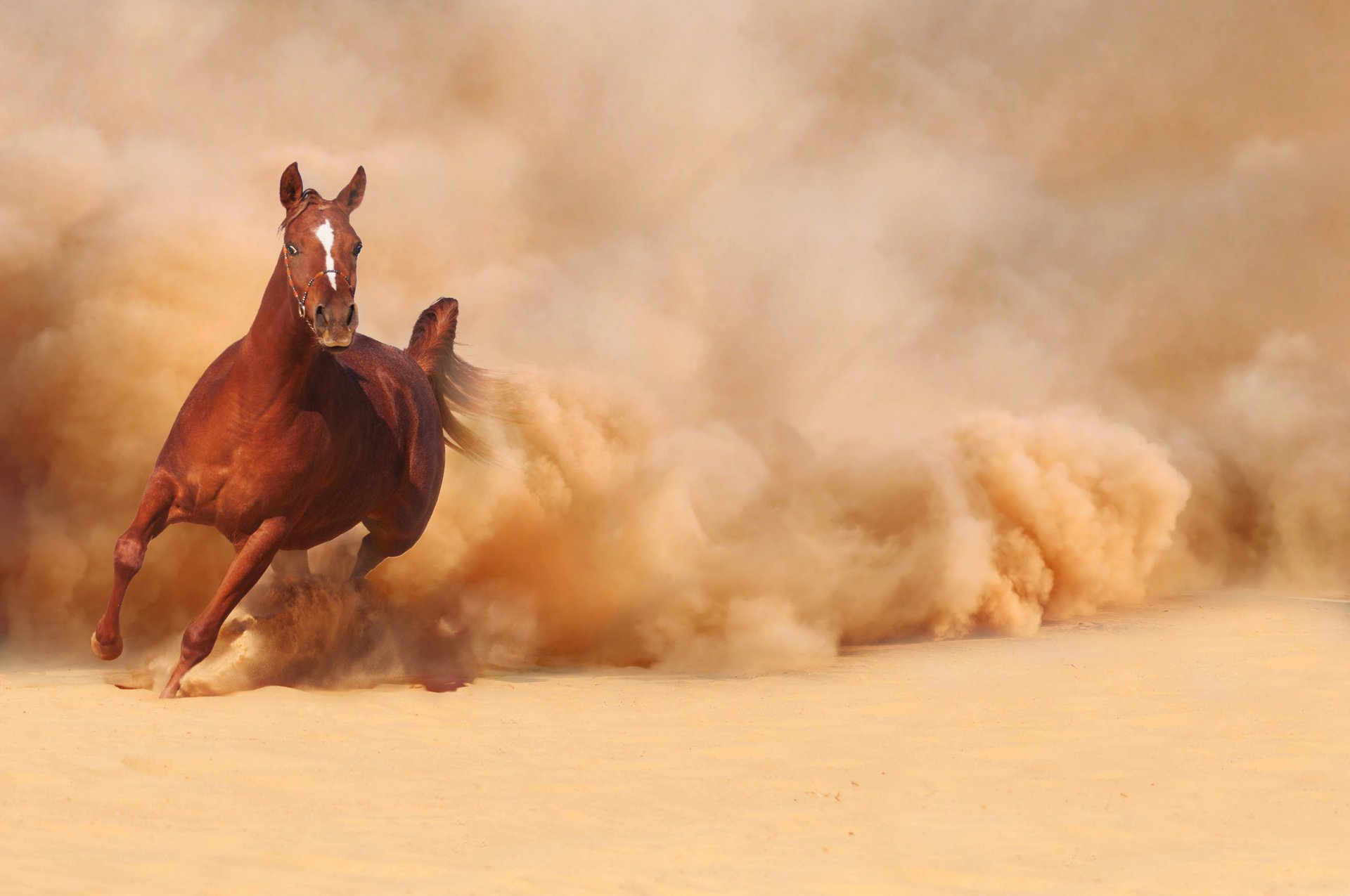 caballo caballo corre corre arena polvo