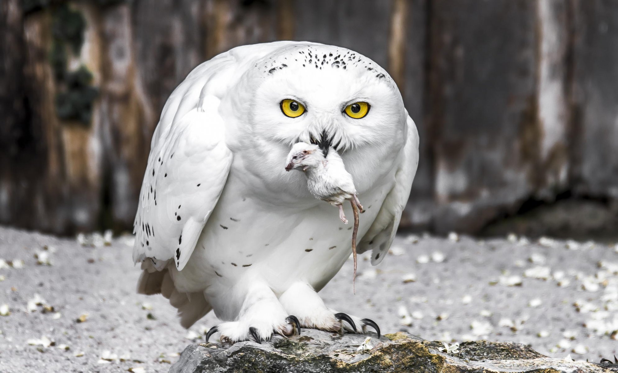 hibou polaire hibou blanc oiseau