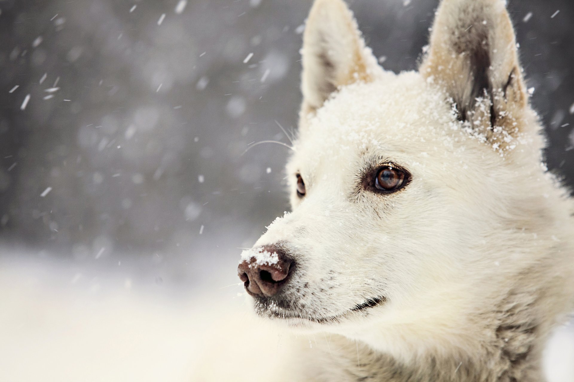 chien hiver neige vue vue hiver