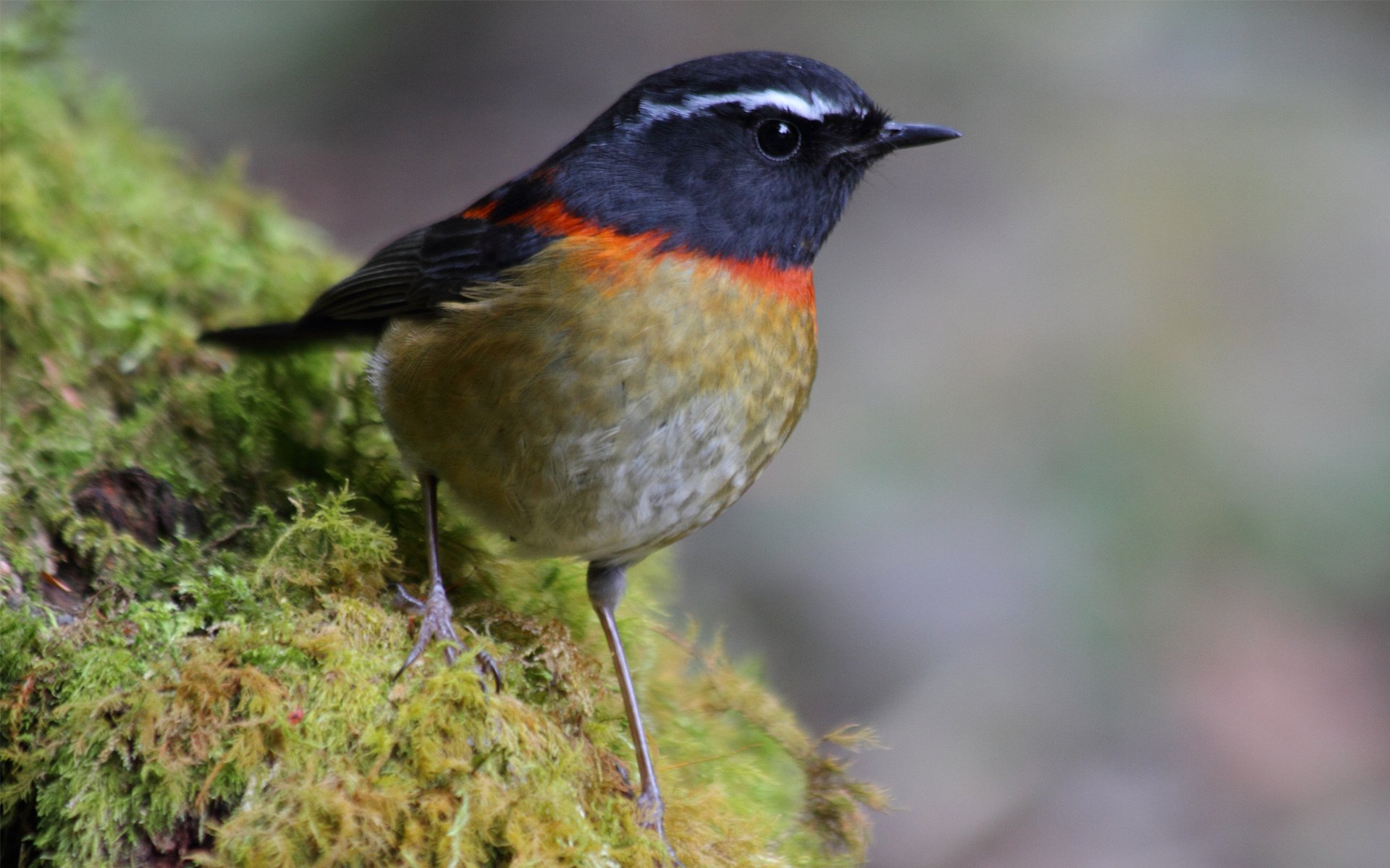 pájaro musgo plumaje macro