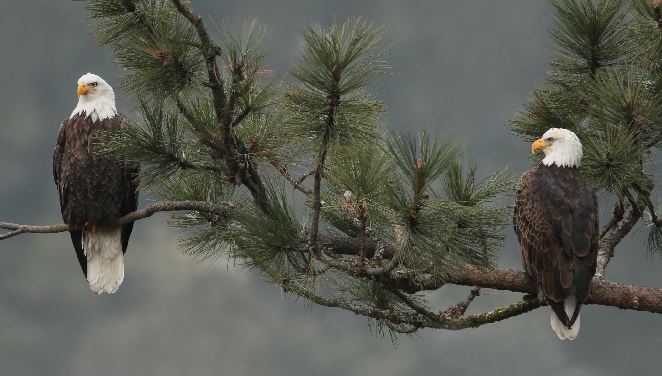 aquila calva uccelli ramo