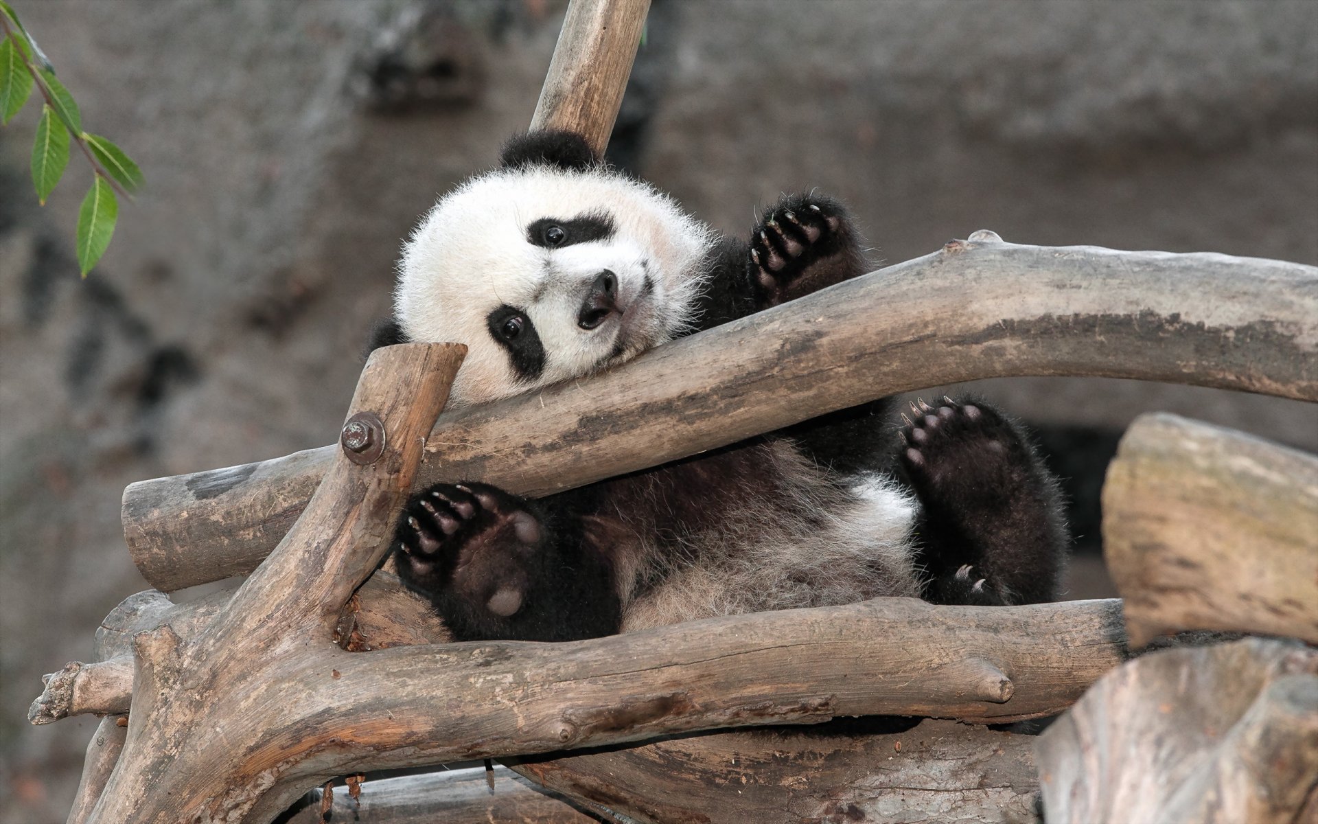 panda niedźwiedź san diego zoo