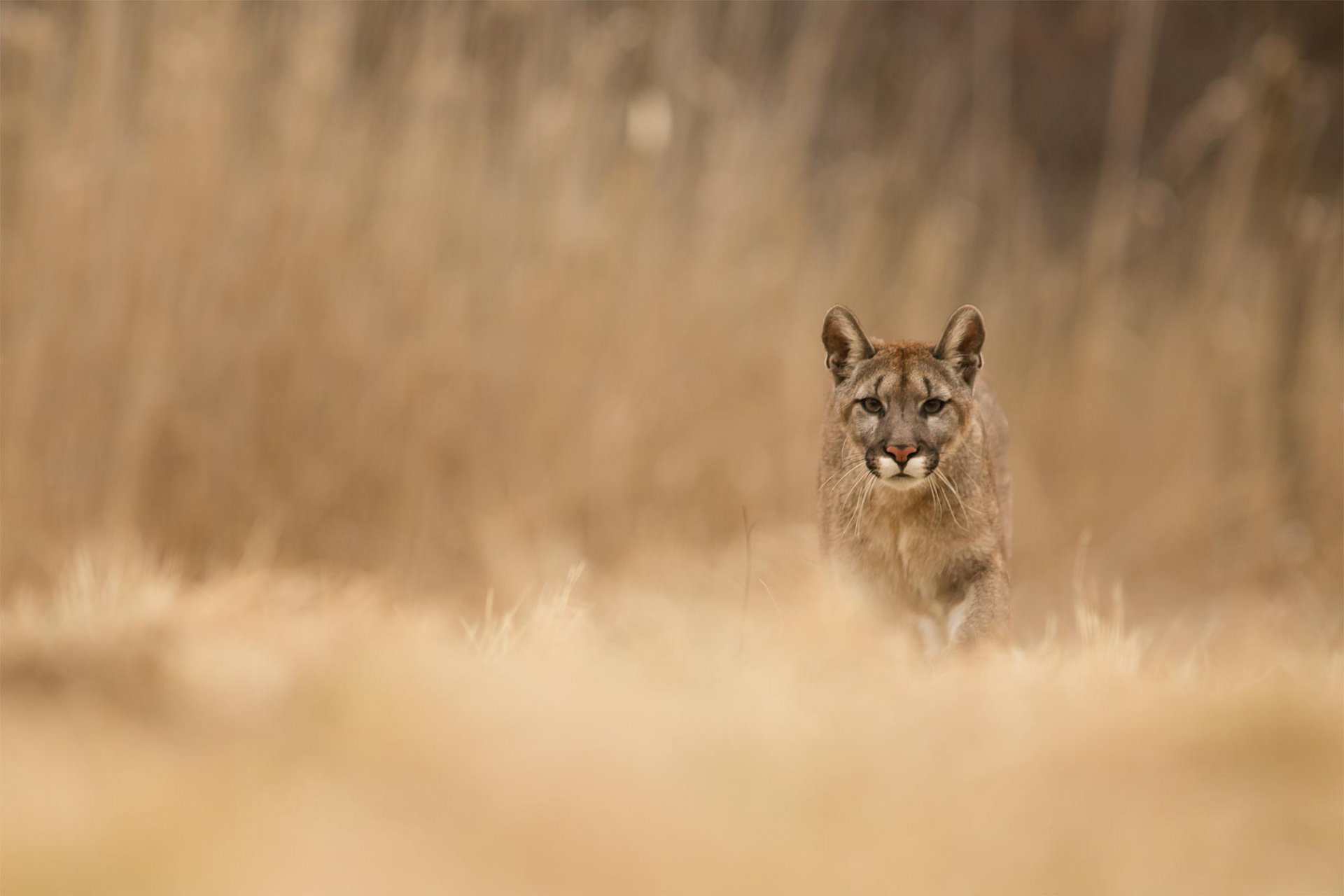 puma animal depredador naturaleza hierba