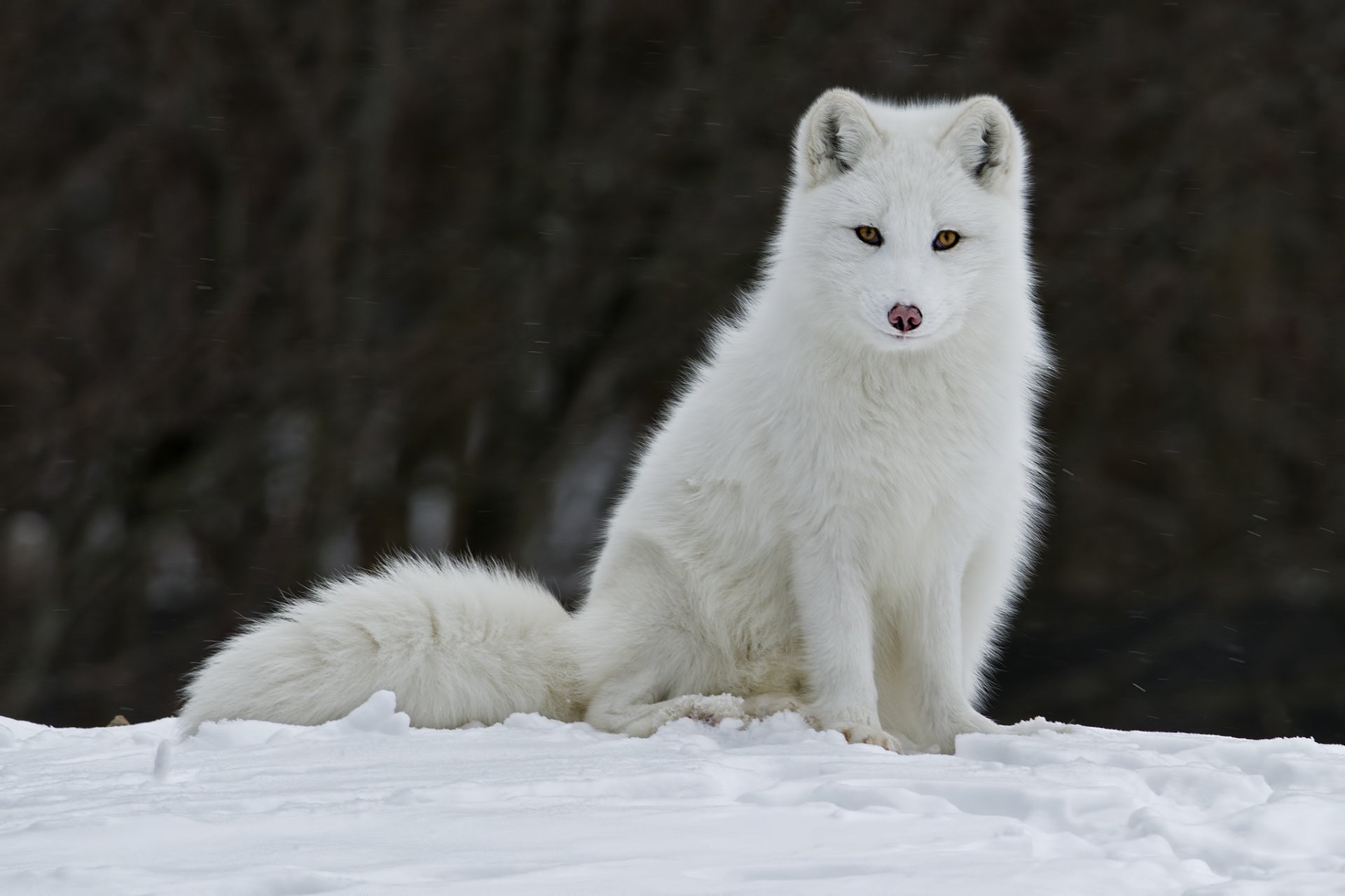 animal renard renard arctique fourrure oreilles. vue hiver neige