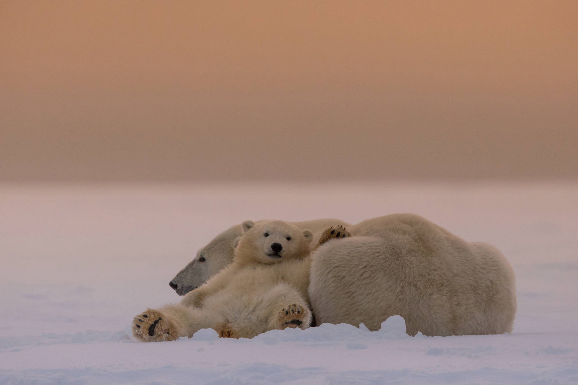 bears white umka mother