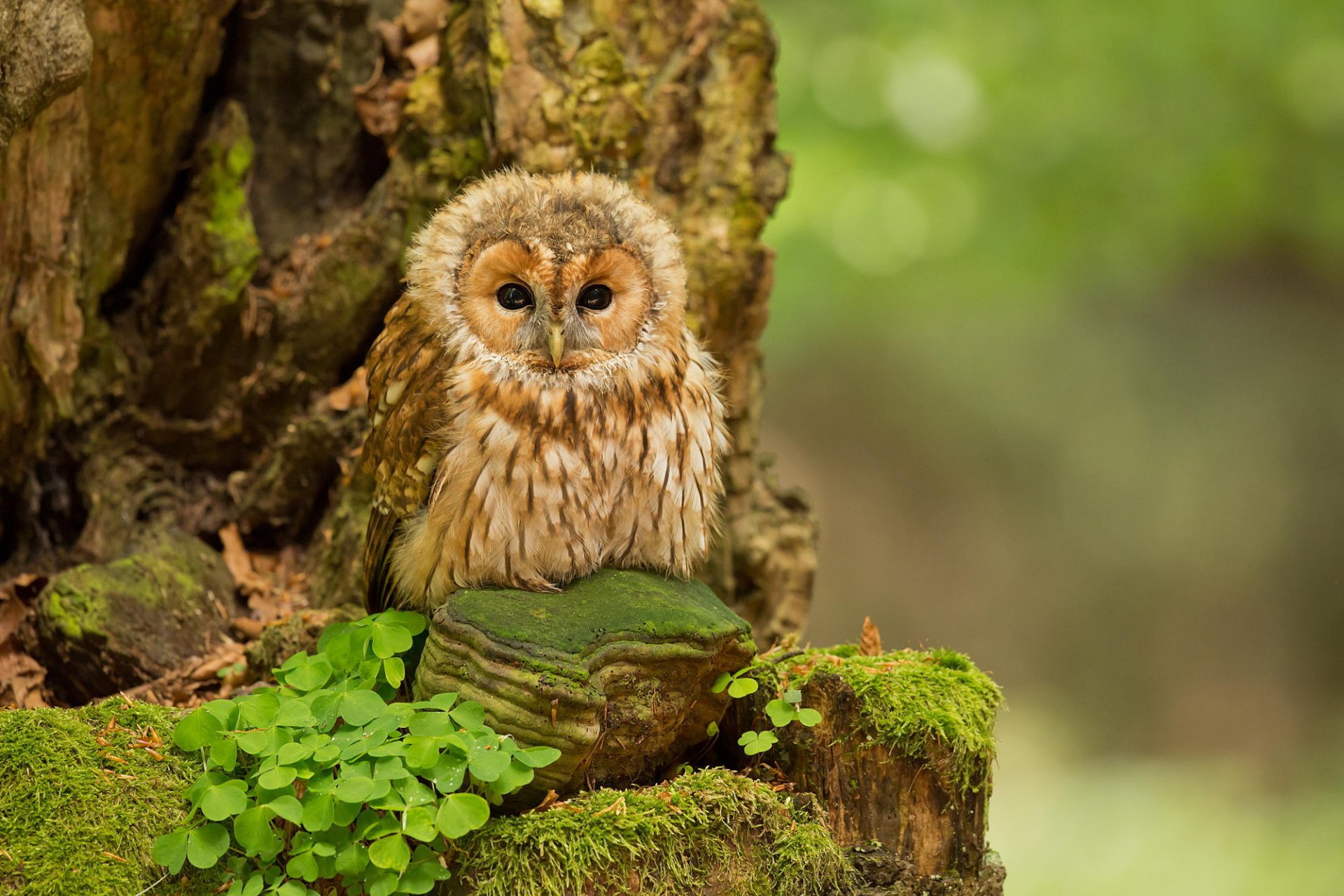 flou oiseaux forêt nature hibou oiseau