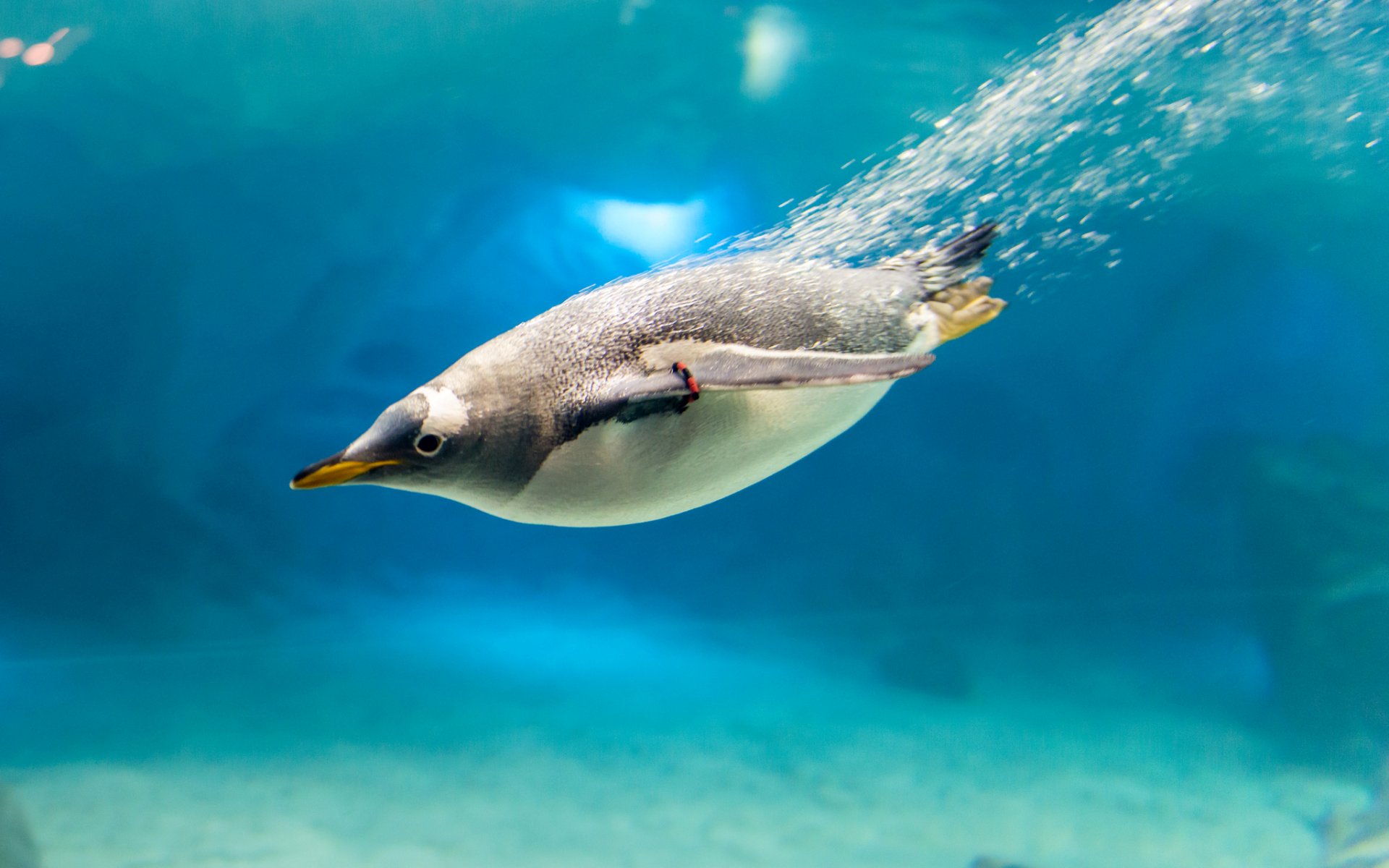 penguin poultry water bubbles beak