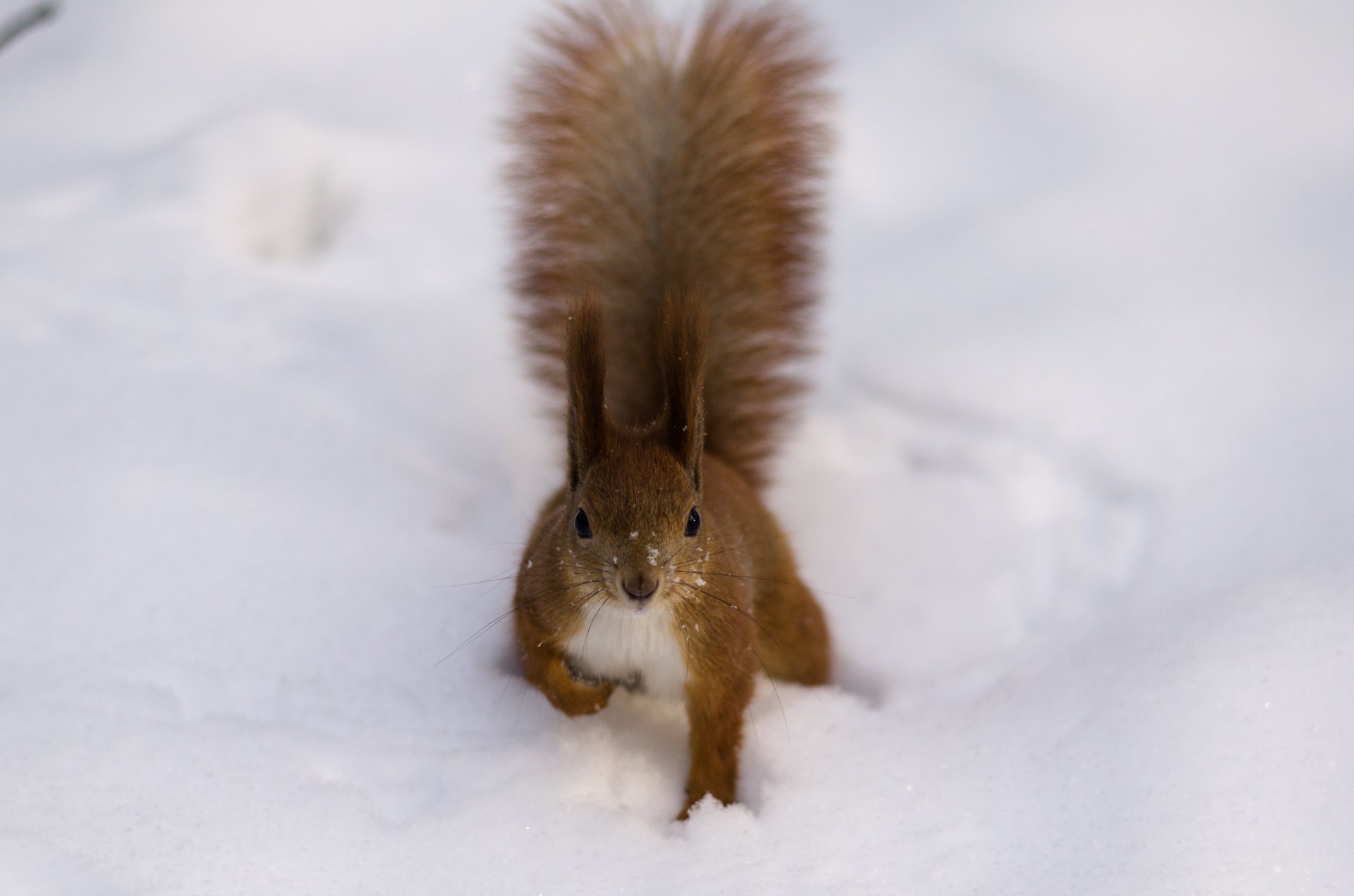 eichhörnchen schnee pelzig rothaarige schwanz quasten winter