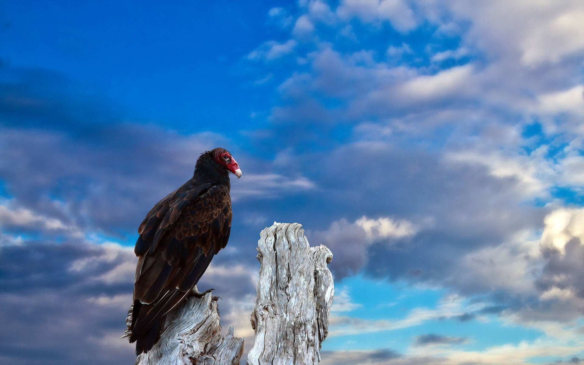 uccello cielo natura avvoltoio