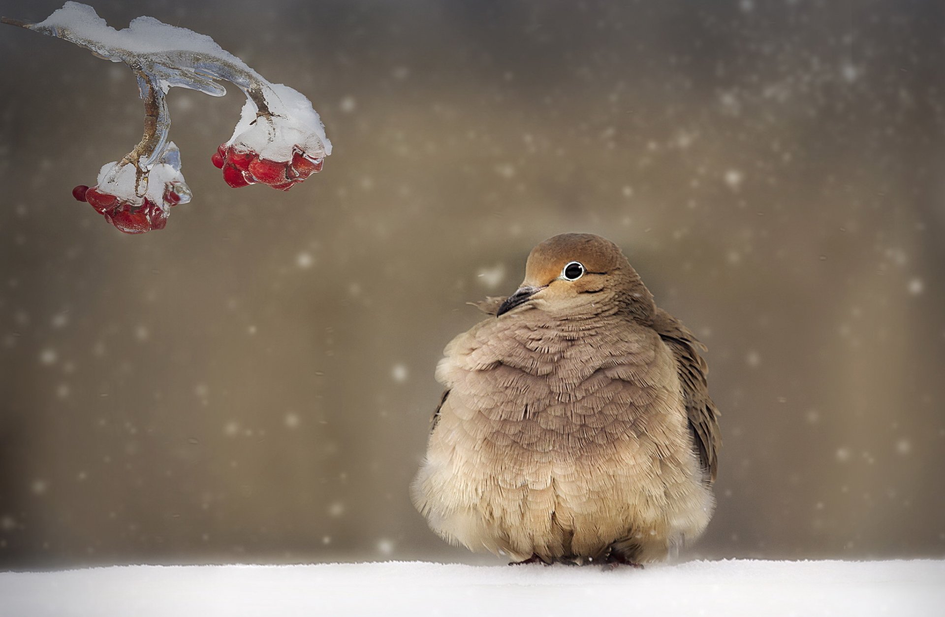 winter snow poultry branch berries next