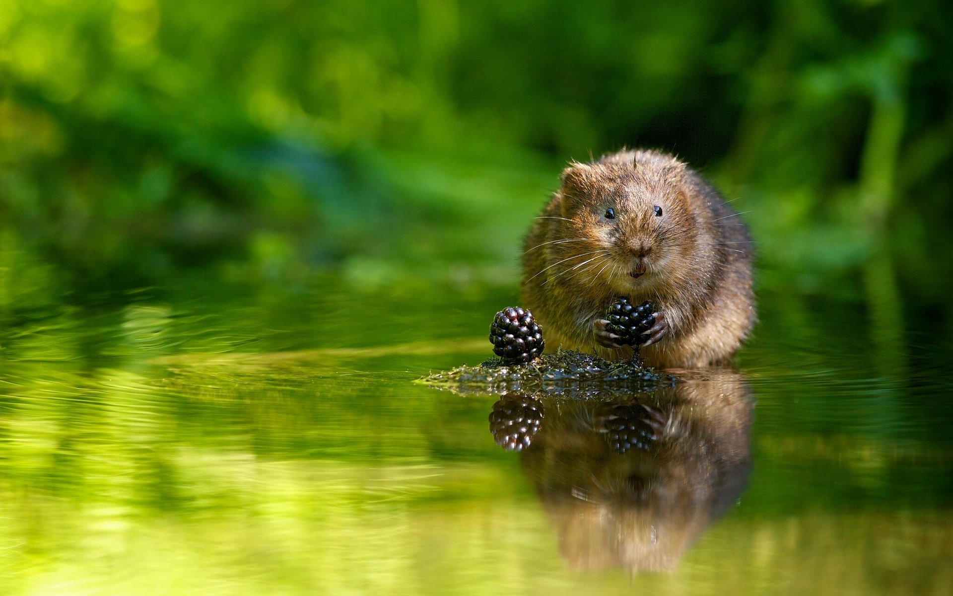 ratón de agua rata de agua bayas moras agua