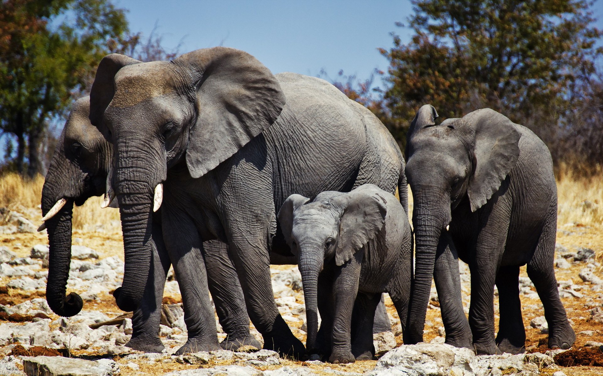 elephants nature africa