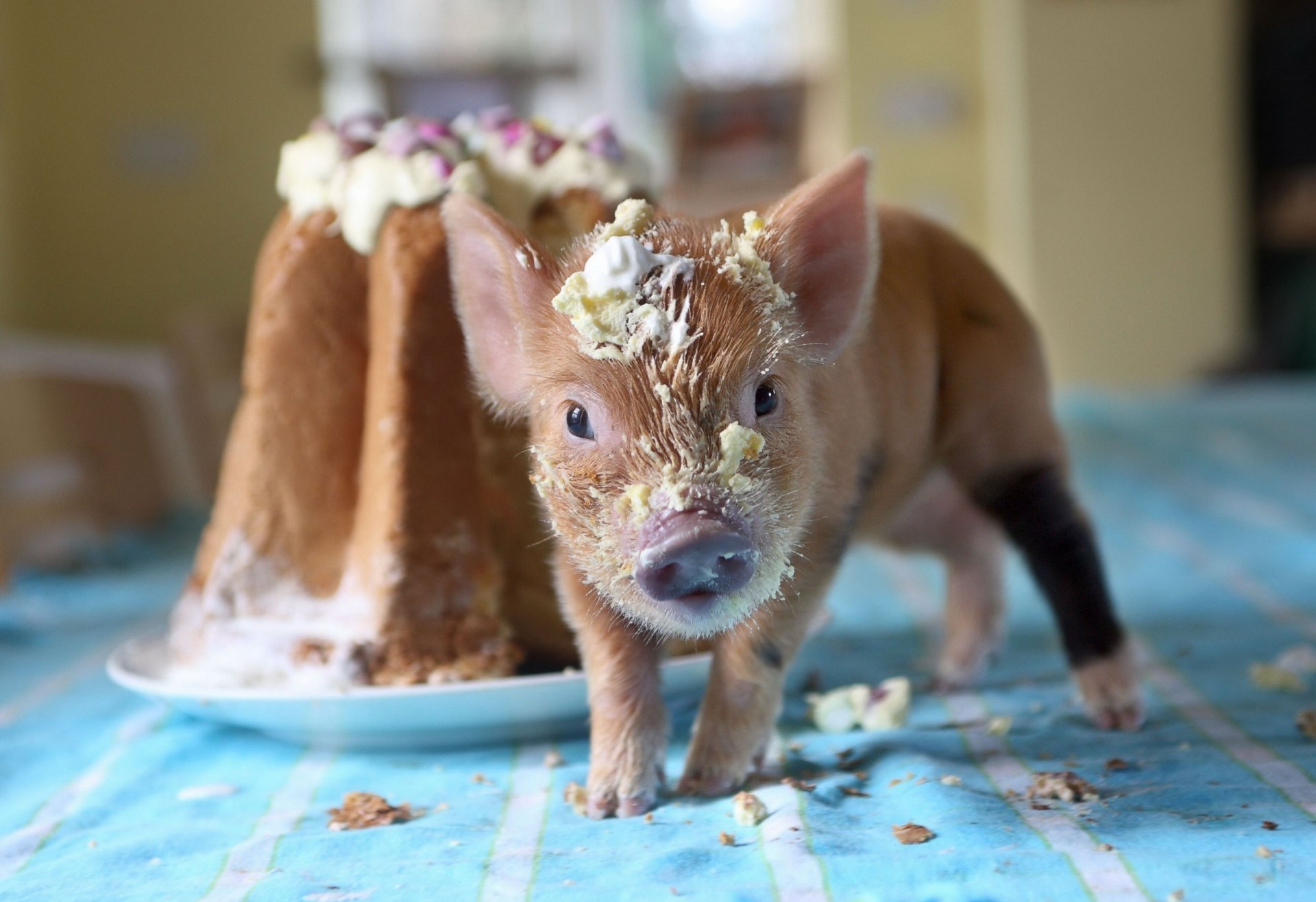 schweinchen kuchen krümel