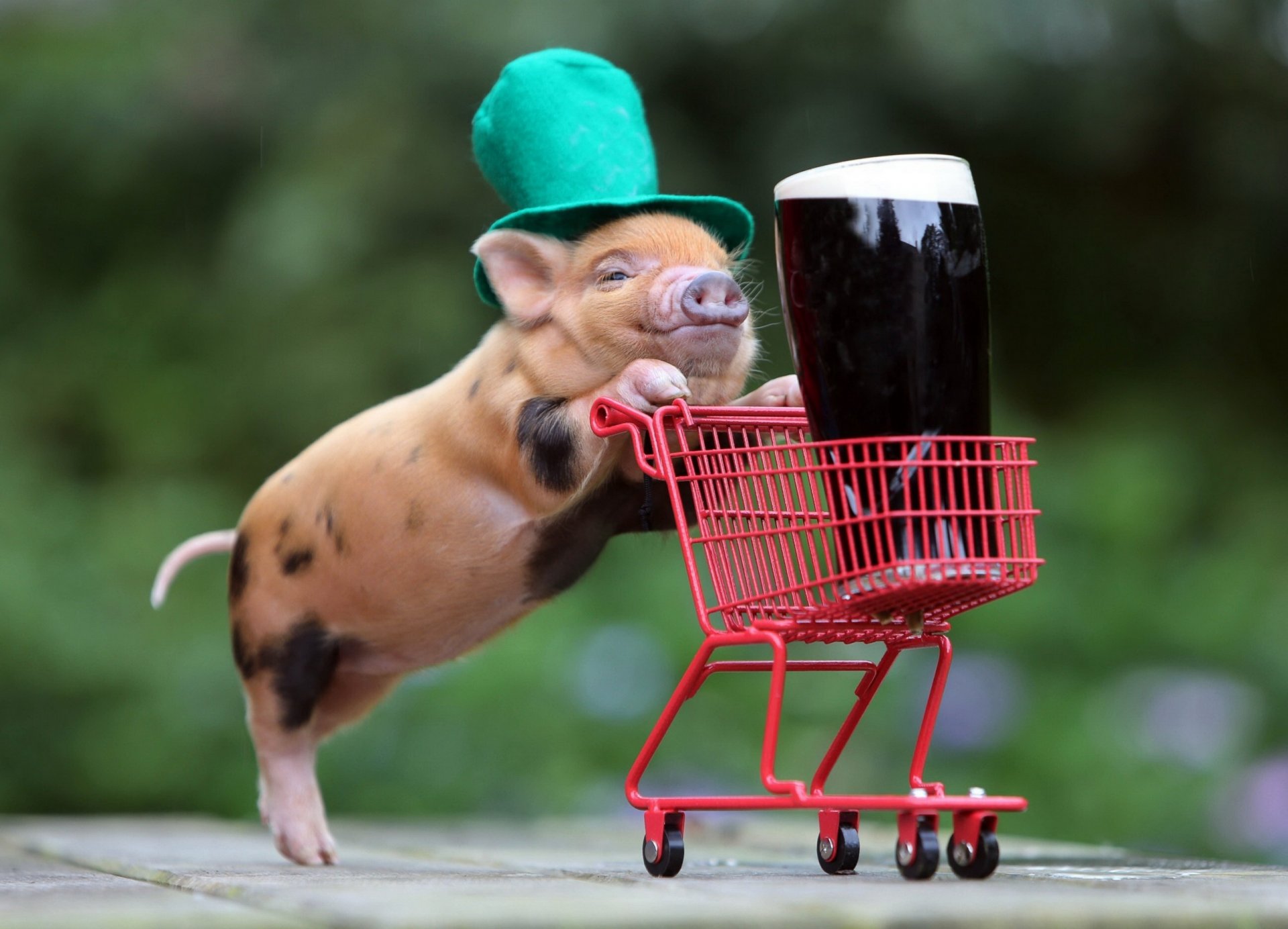 pig stroller truck beer