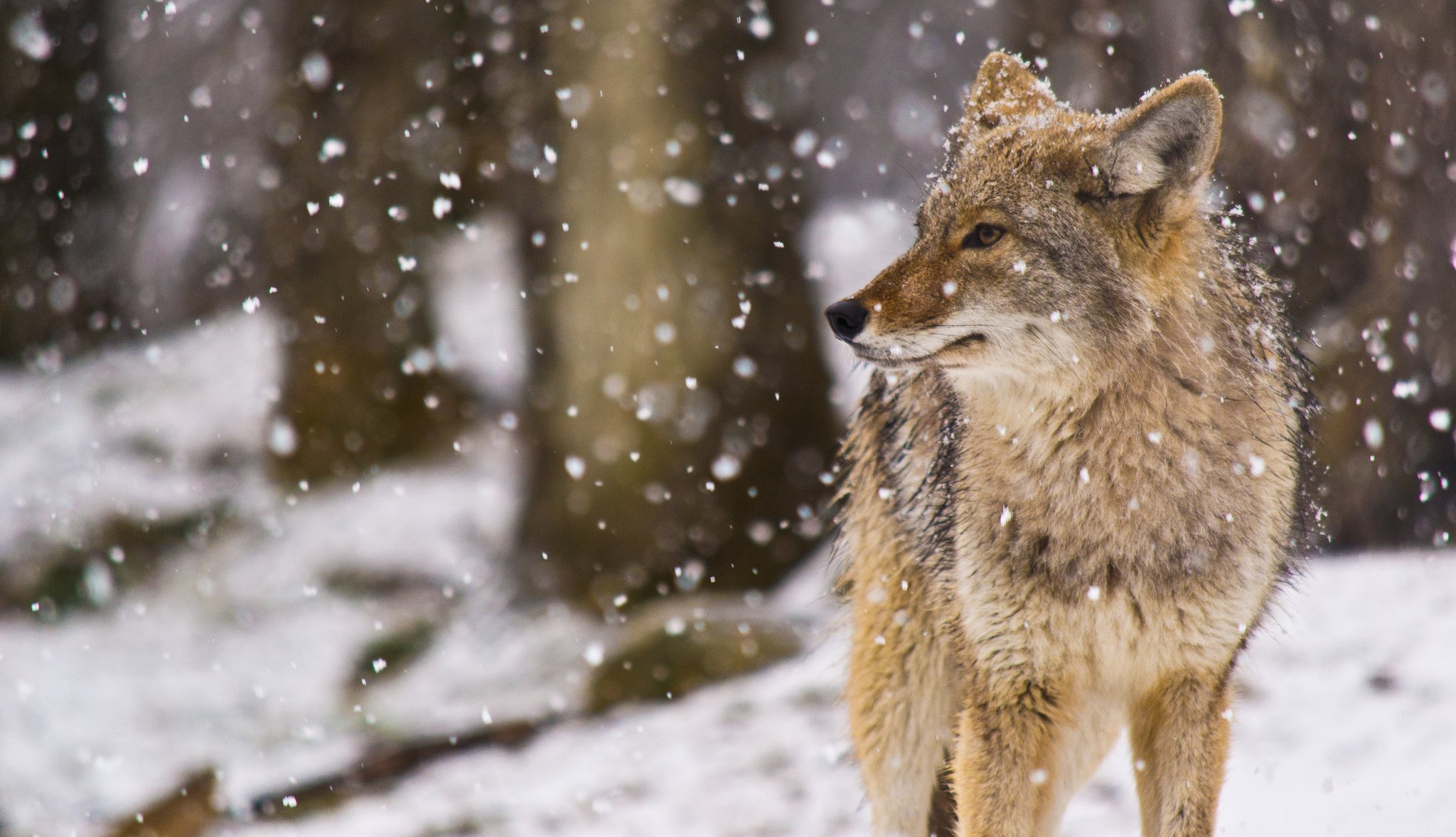 canis latrans nieve coyote pradera lobo