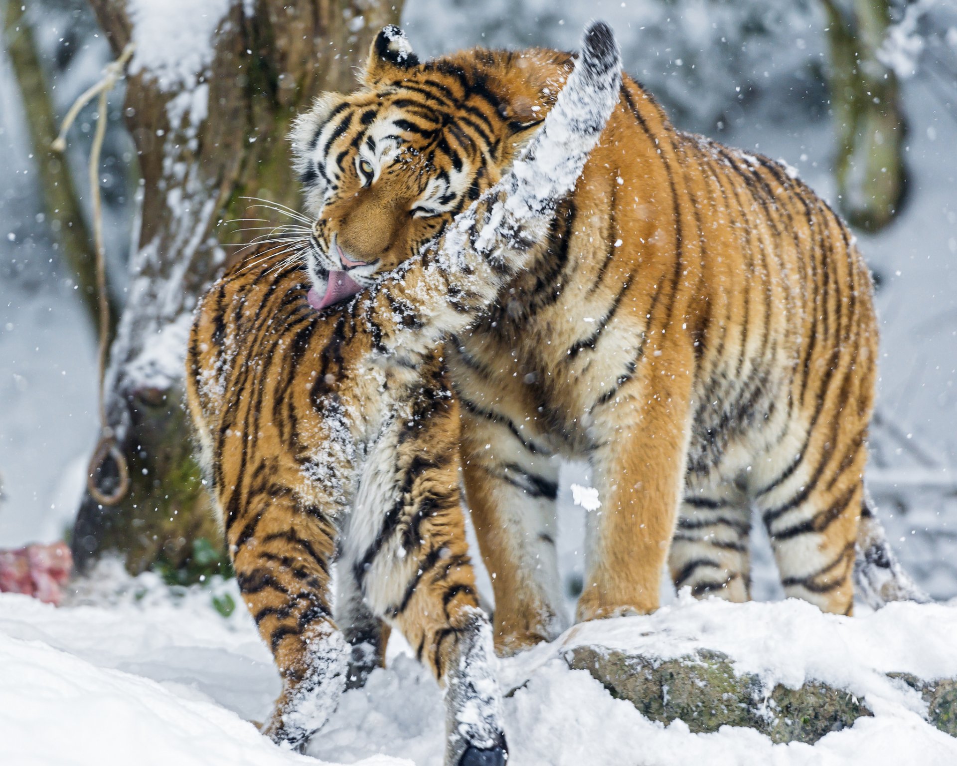 amur-tiger große katze winter schnee waschen